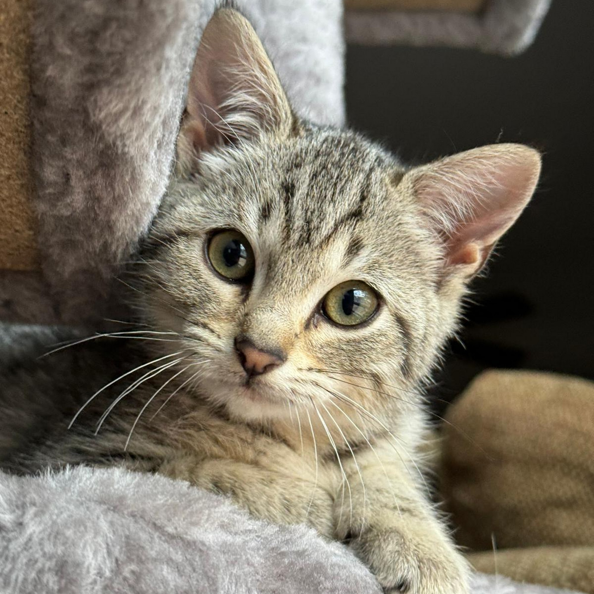 Brookwood Animal Clinic Jackson