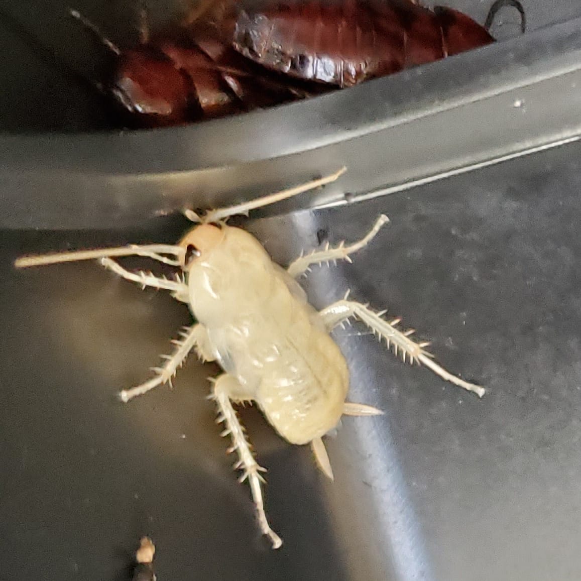 Barnes Lakeside Exterminating