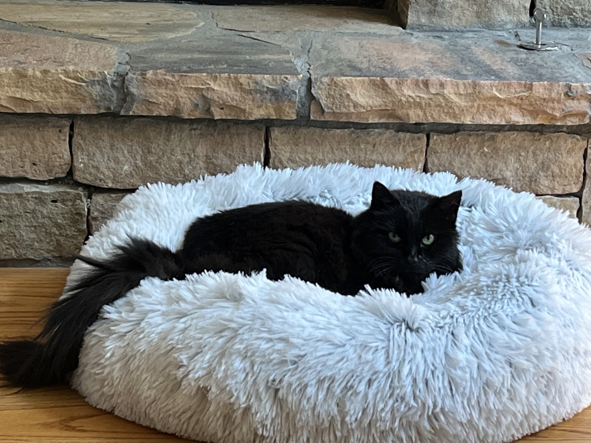 Wayside Animal Hospital Jasper