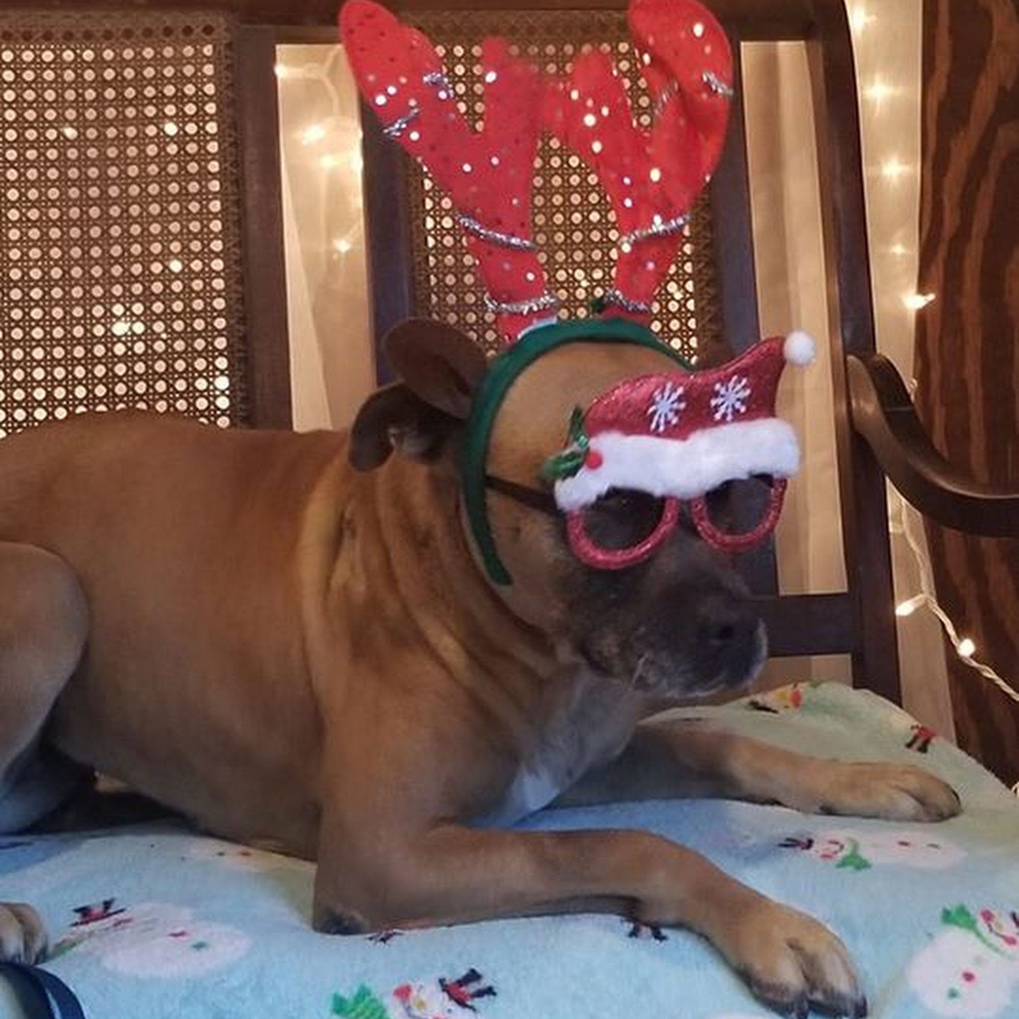 Shannon Veterinary Services Jefferson