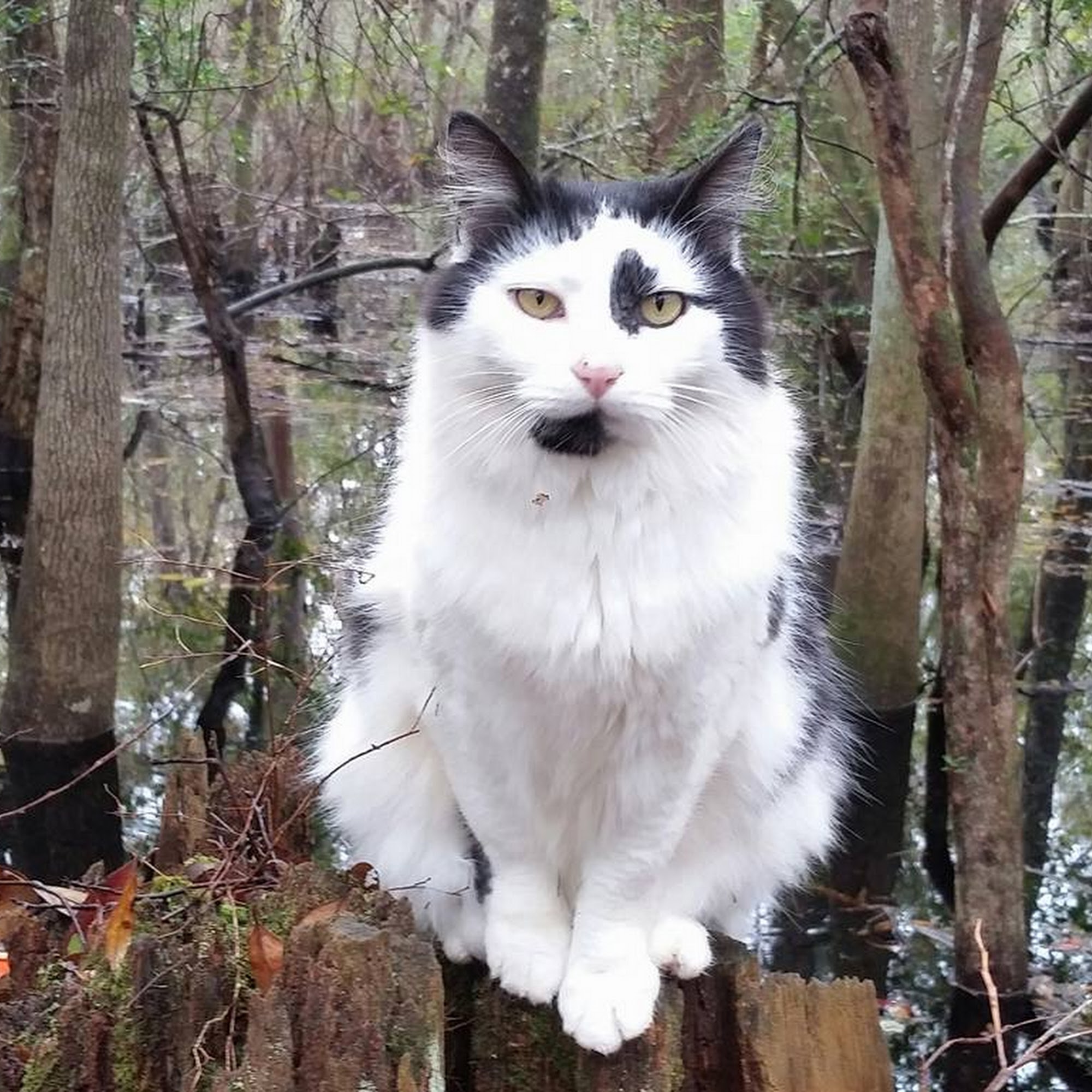 Wolfe Animal Hospital Jesup