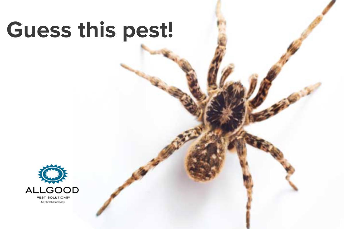 Allgood Pest Solutions