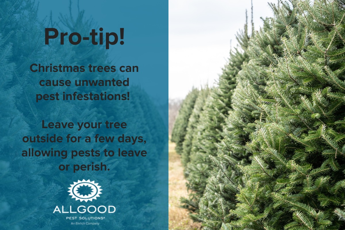 Allgood Pest Solutions