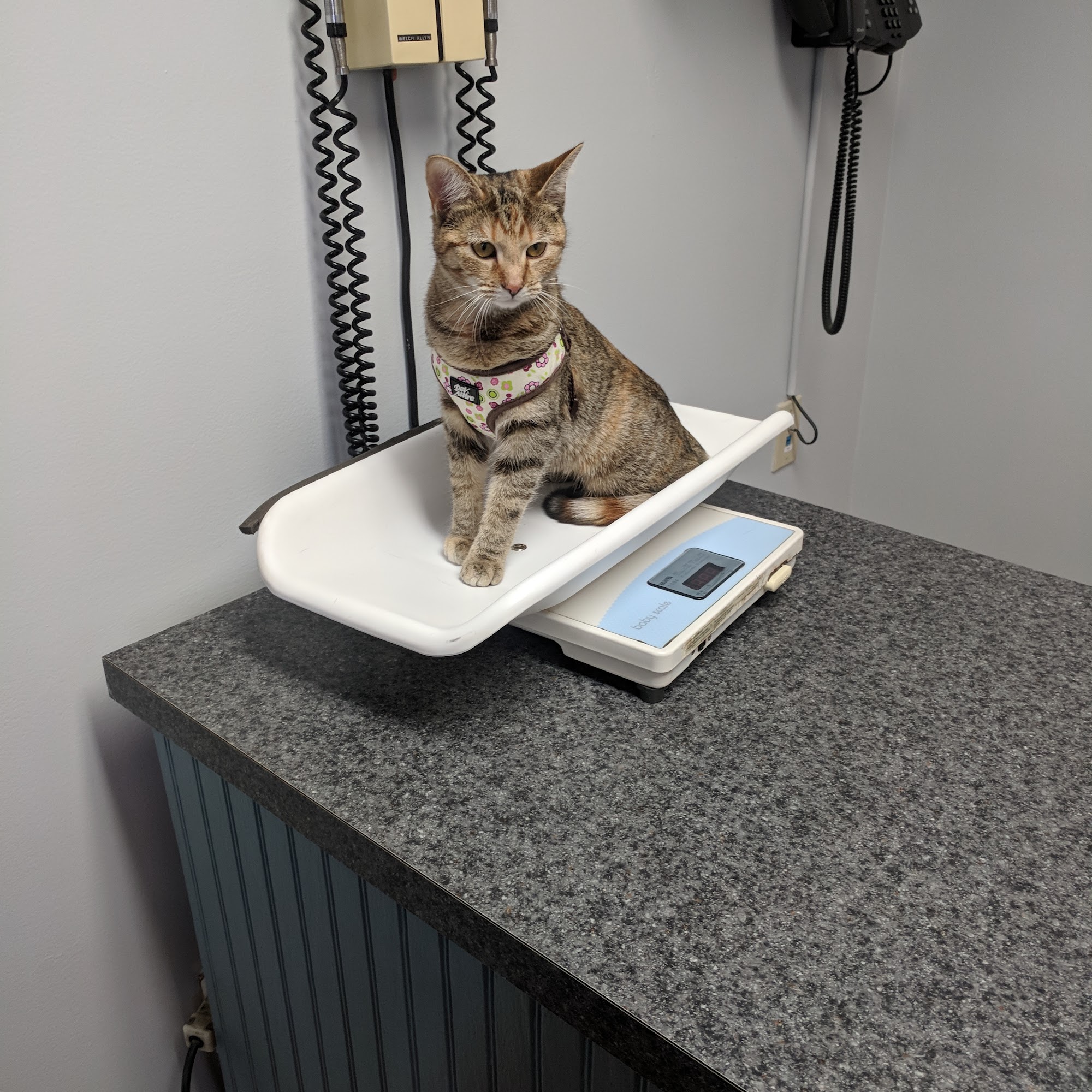 Johns Creek Veterinary Clinic Johns Creek