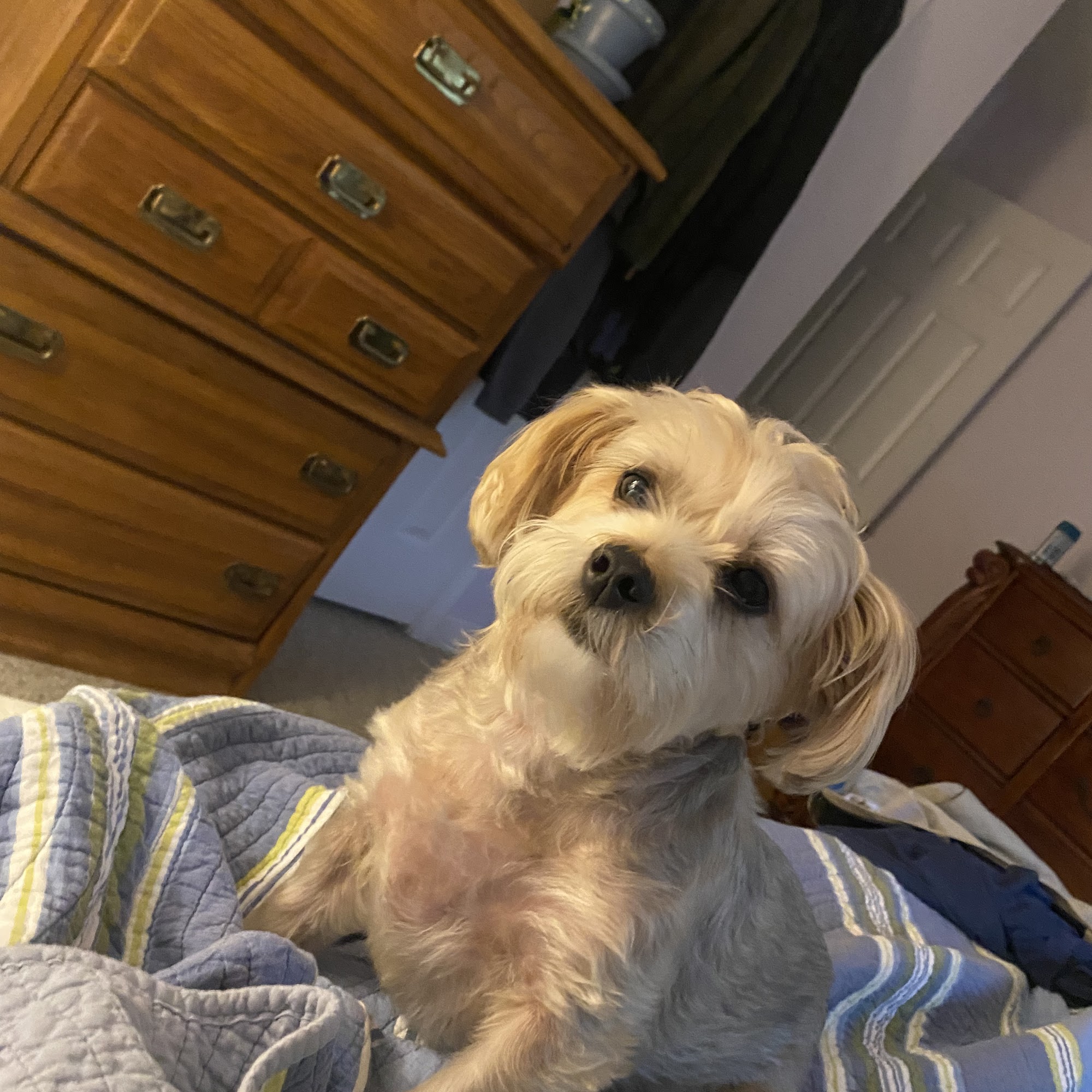 Ivy Hill Animal Hospital Johns Creek