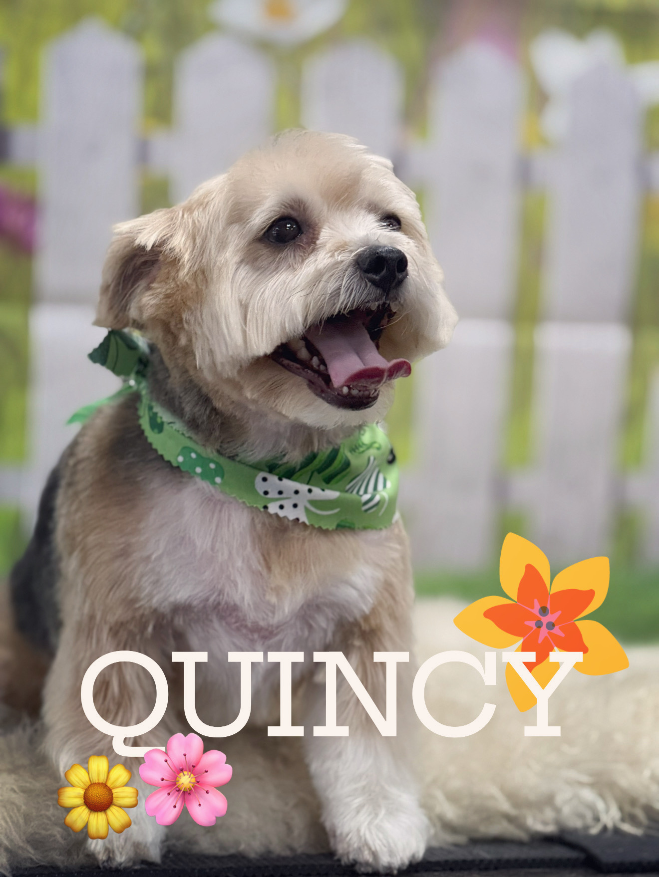 Happy Dog Spa Johns Creek