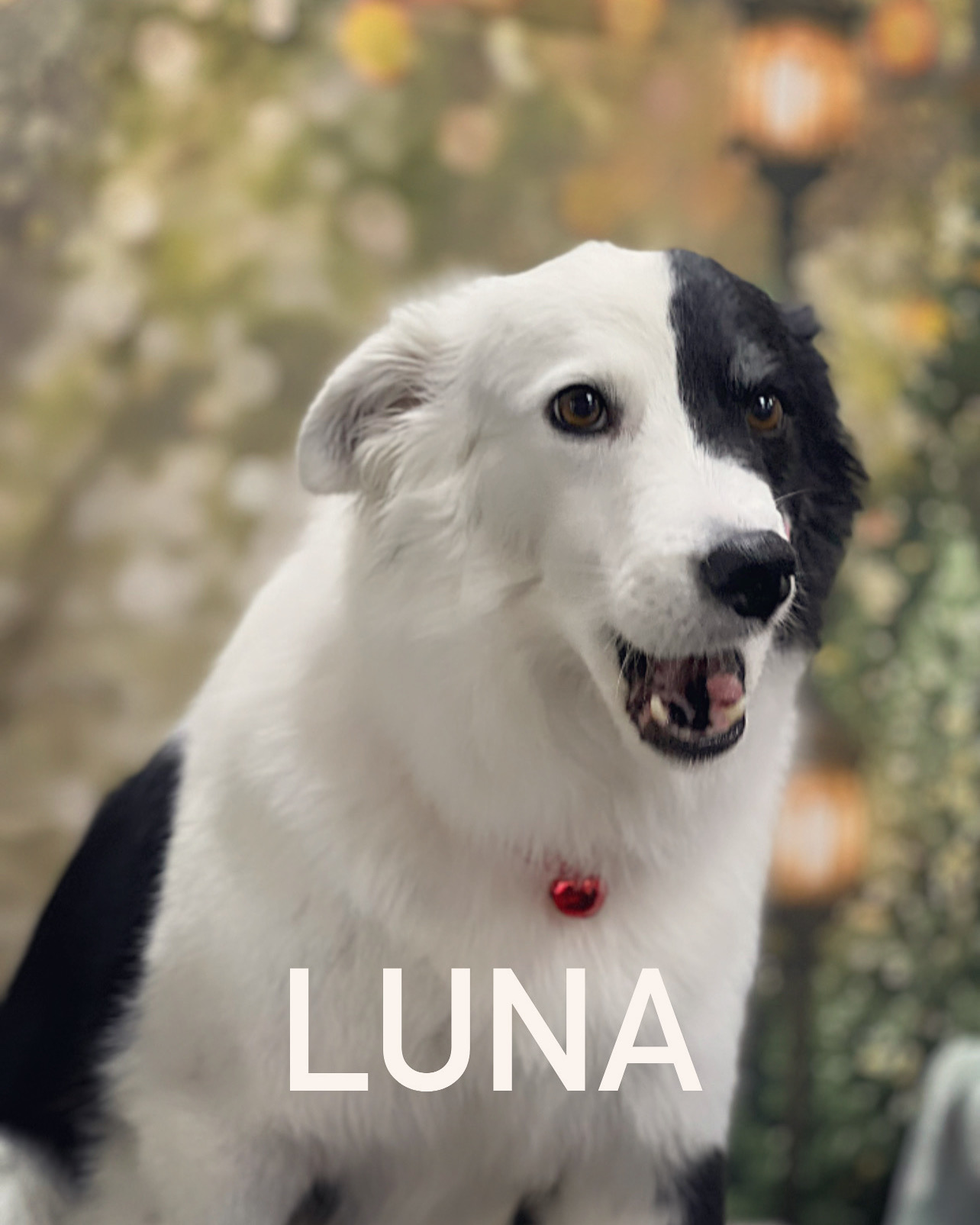 Happy Dog Spa Johns Creek