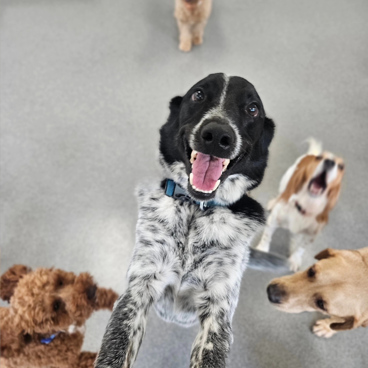 Puppy Haven - Johns Creek Johns Creek