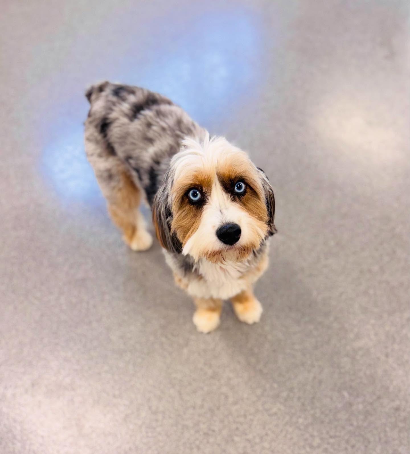 Puppy Haven - Johns Creek Johns Creek