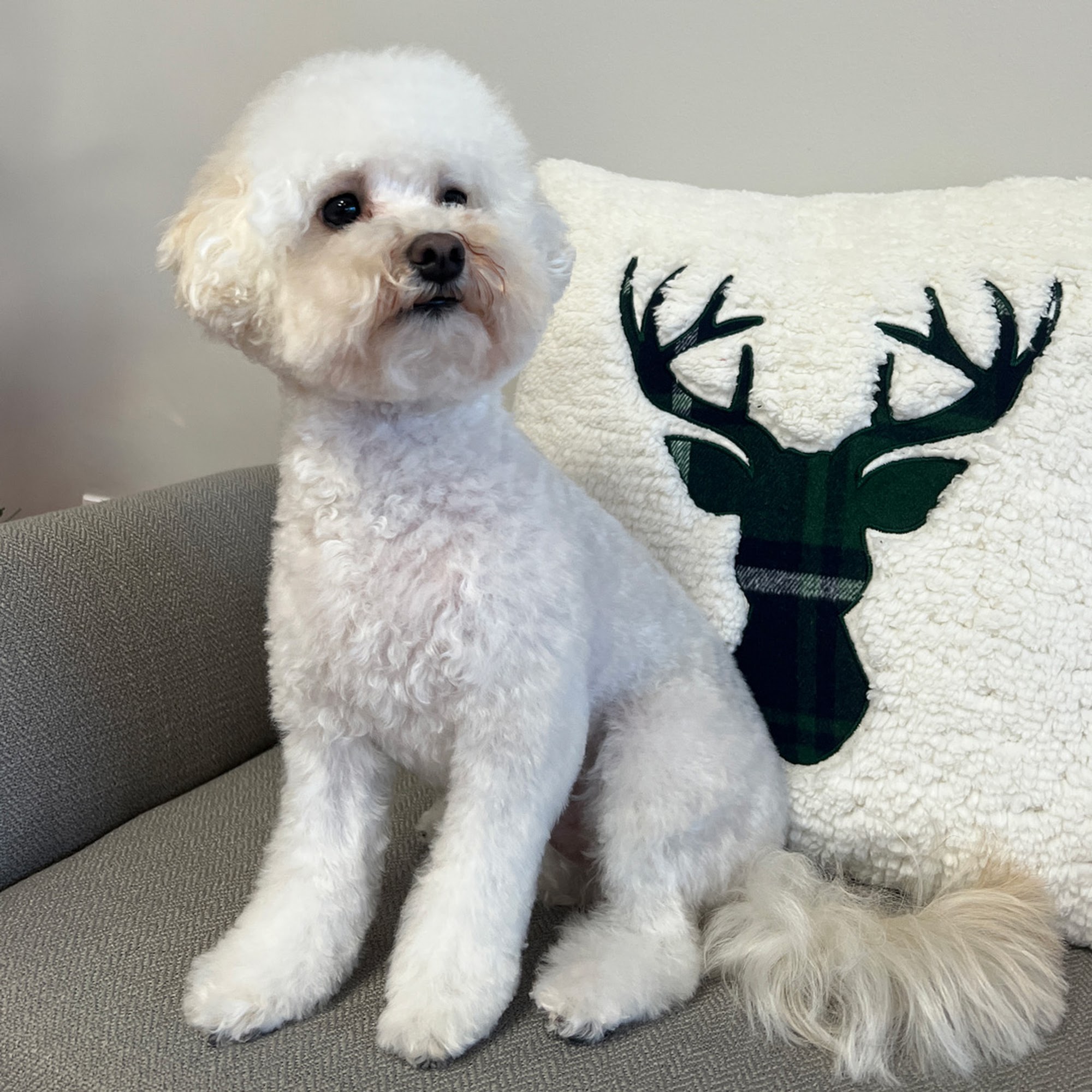 Fancy Paws Grooming Johns Creek