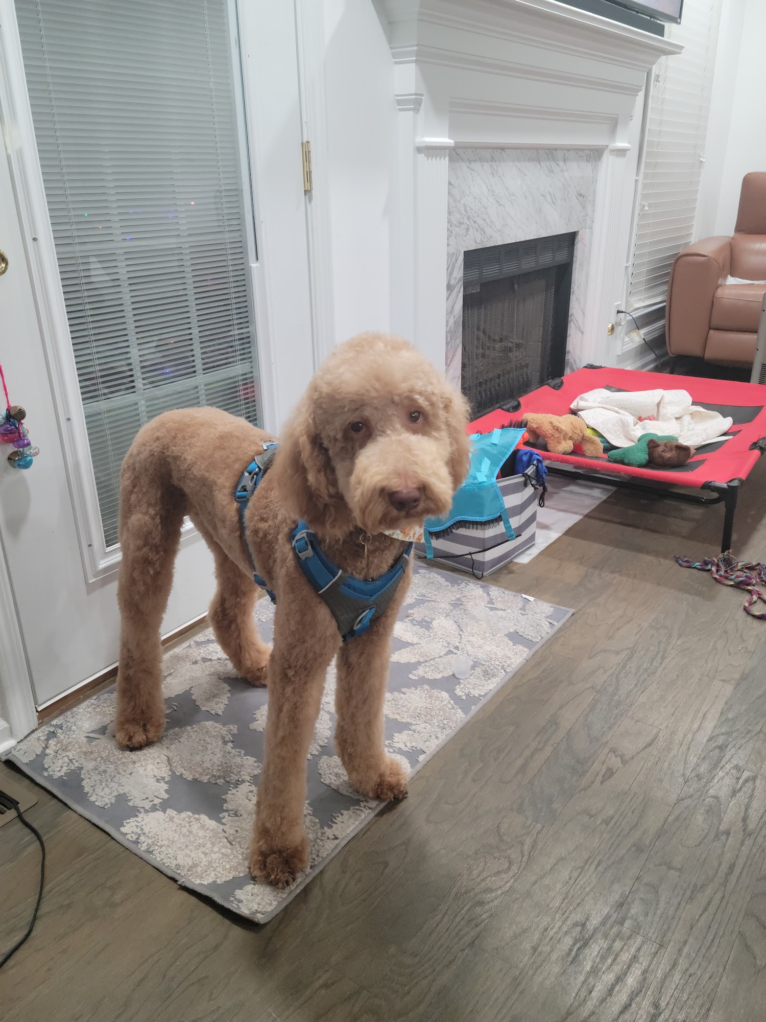 Fancy Paws Grooming Johns Creek