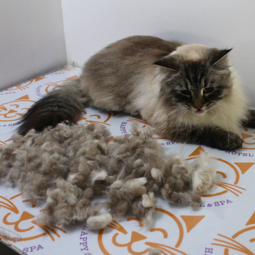 Happy Cat Hotel & Spa Johns Creek Johns Creek