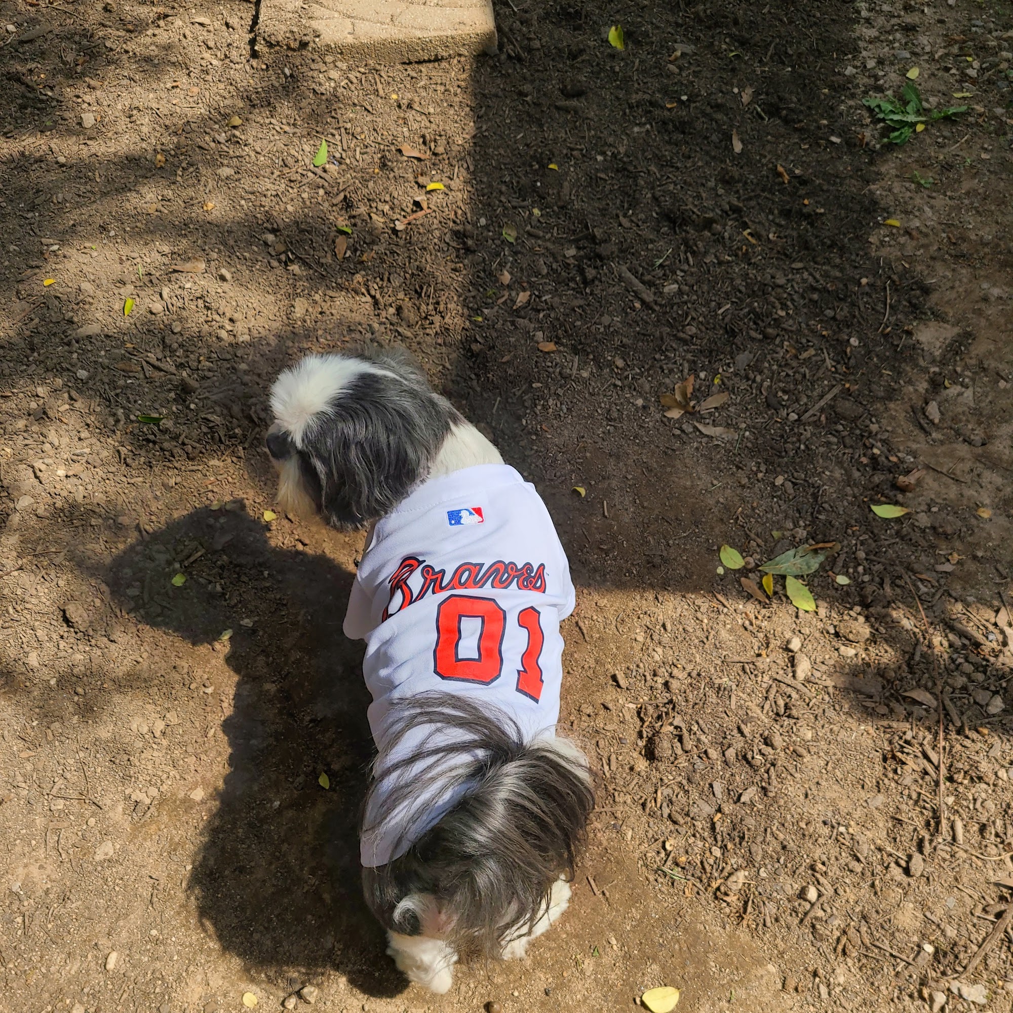 Alston Darin DVM Jonesboro