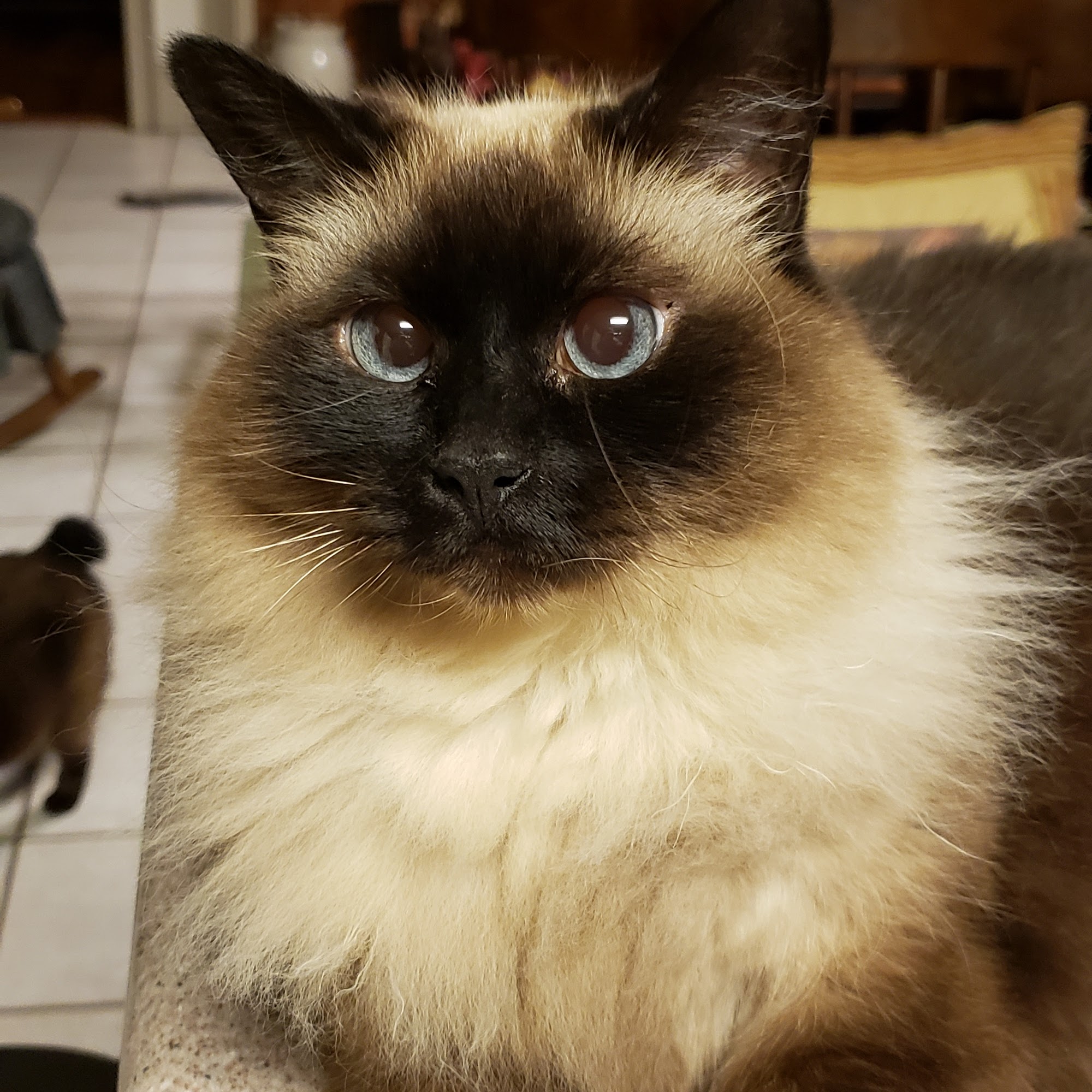 Clayton County Humane Society Jonesboro