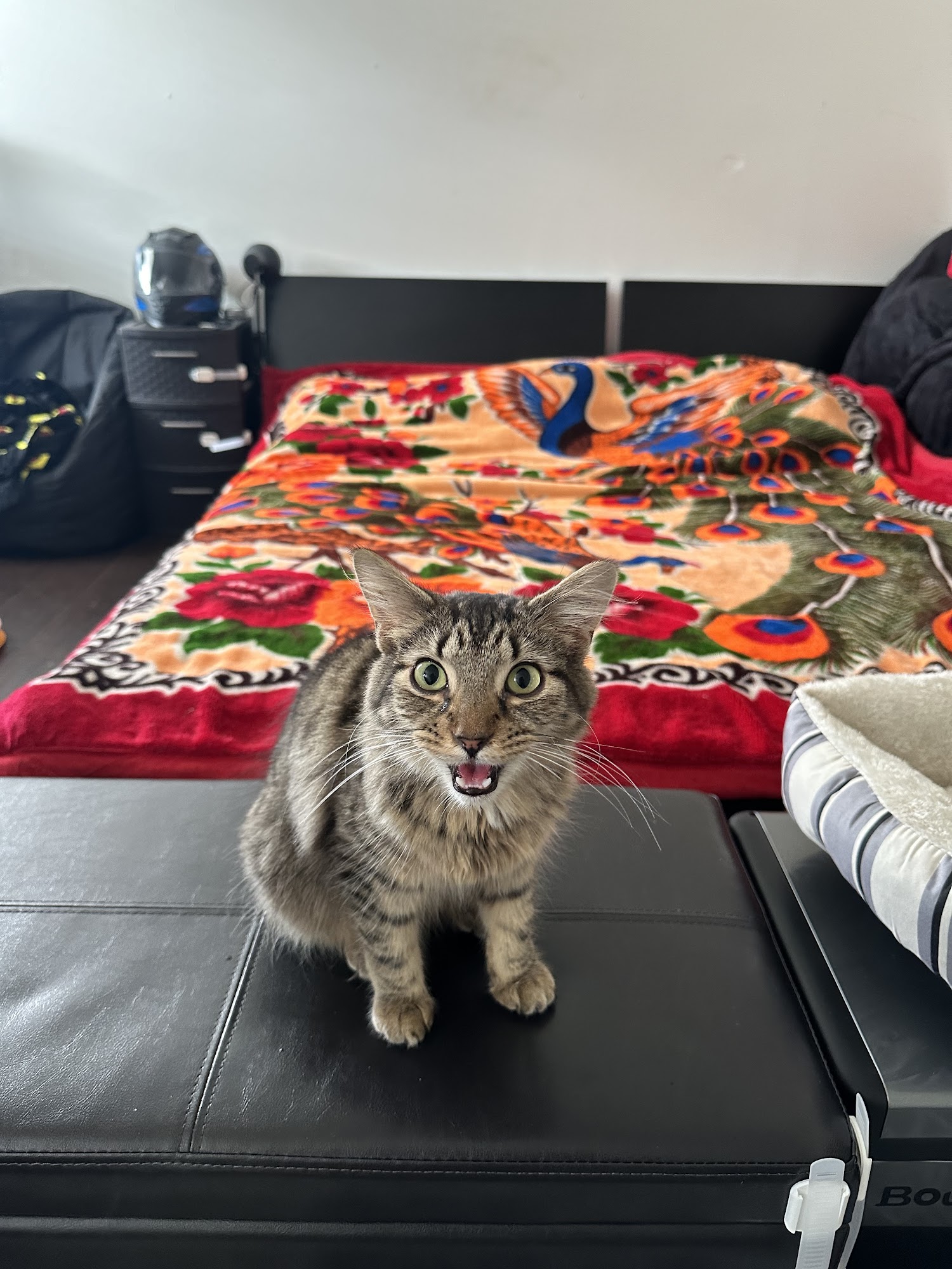 Clayton County Humane Society Jonesboro