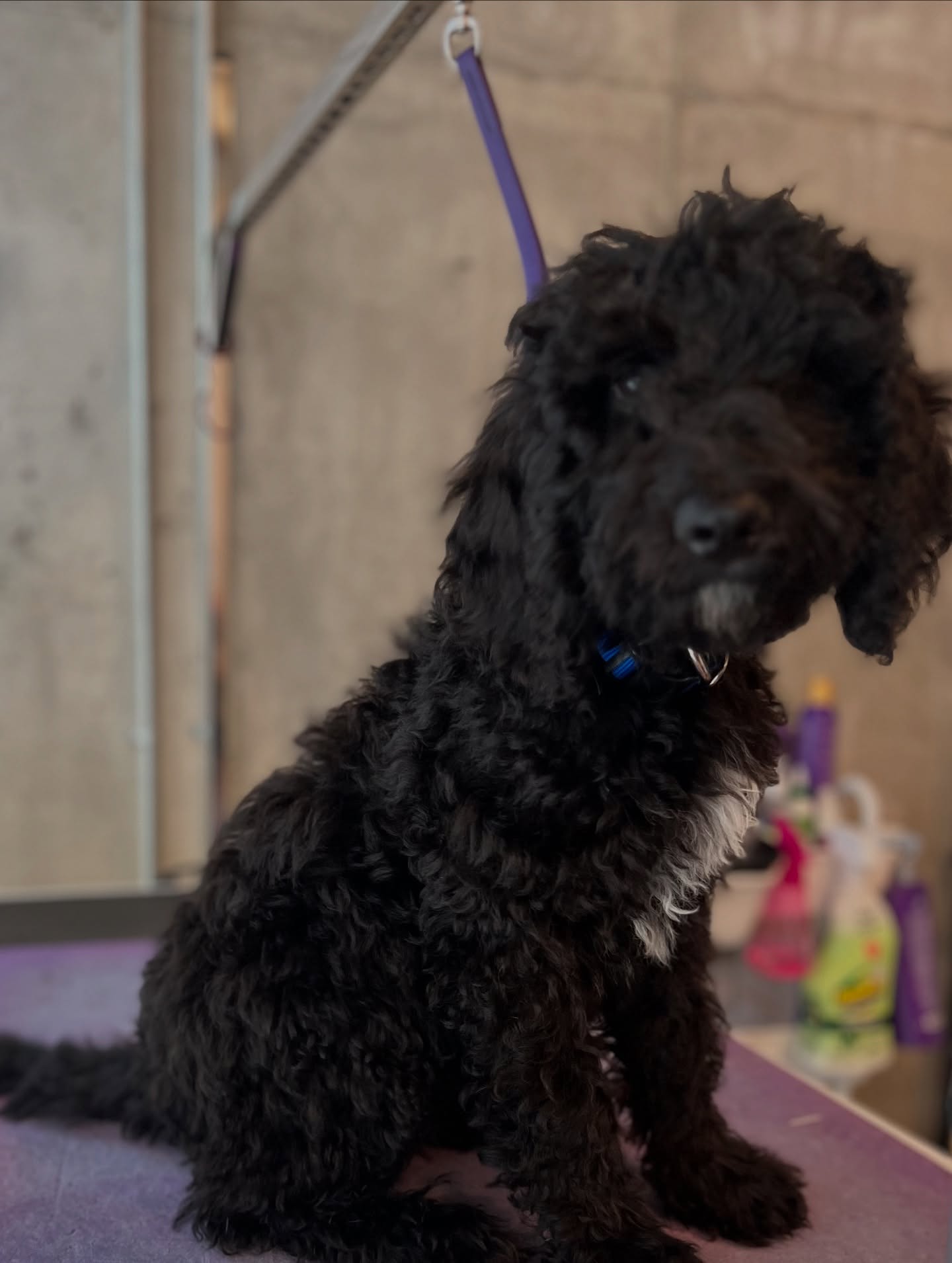 Tre’Chien Dog Spa Jonesboro