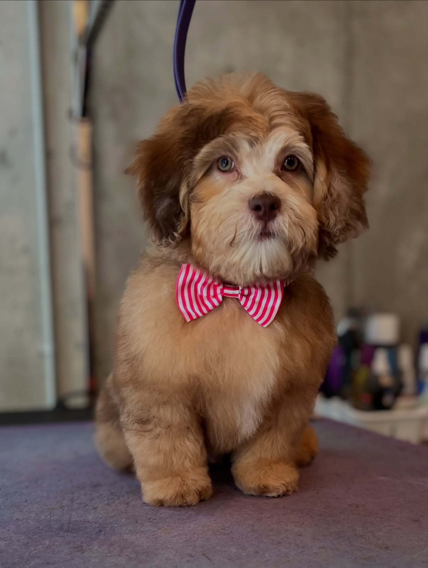 Tre’Chien Dog Spa Jonesboro