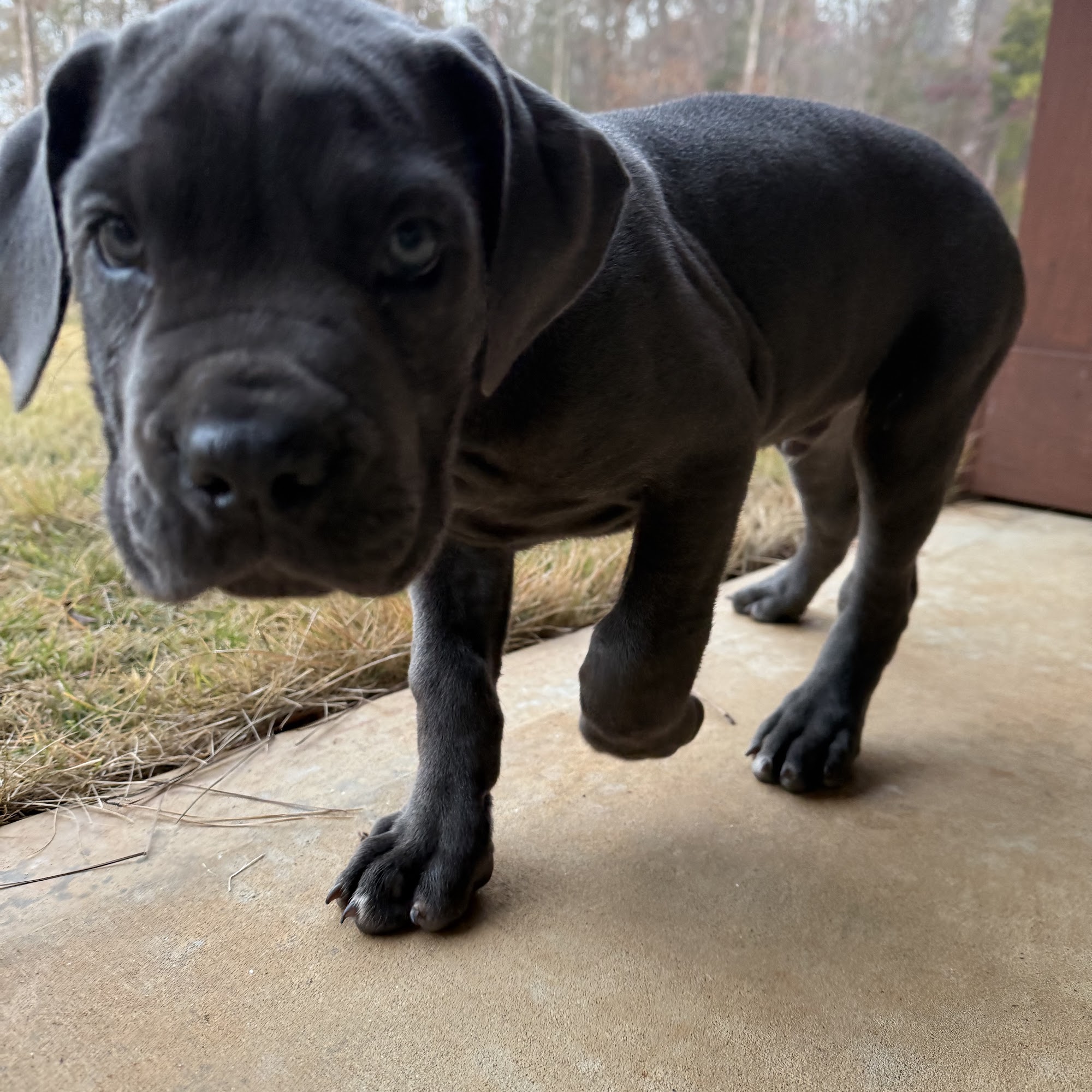 9TH WONDER CANE CORSO Jonesboro