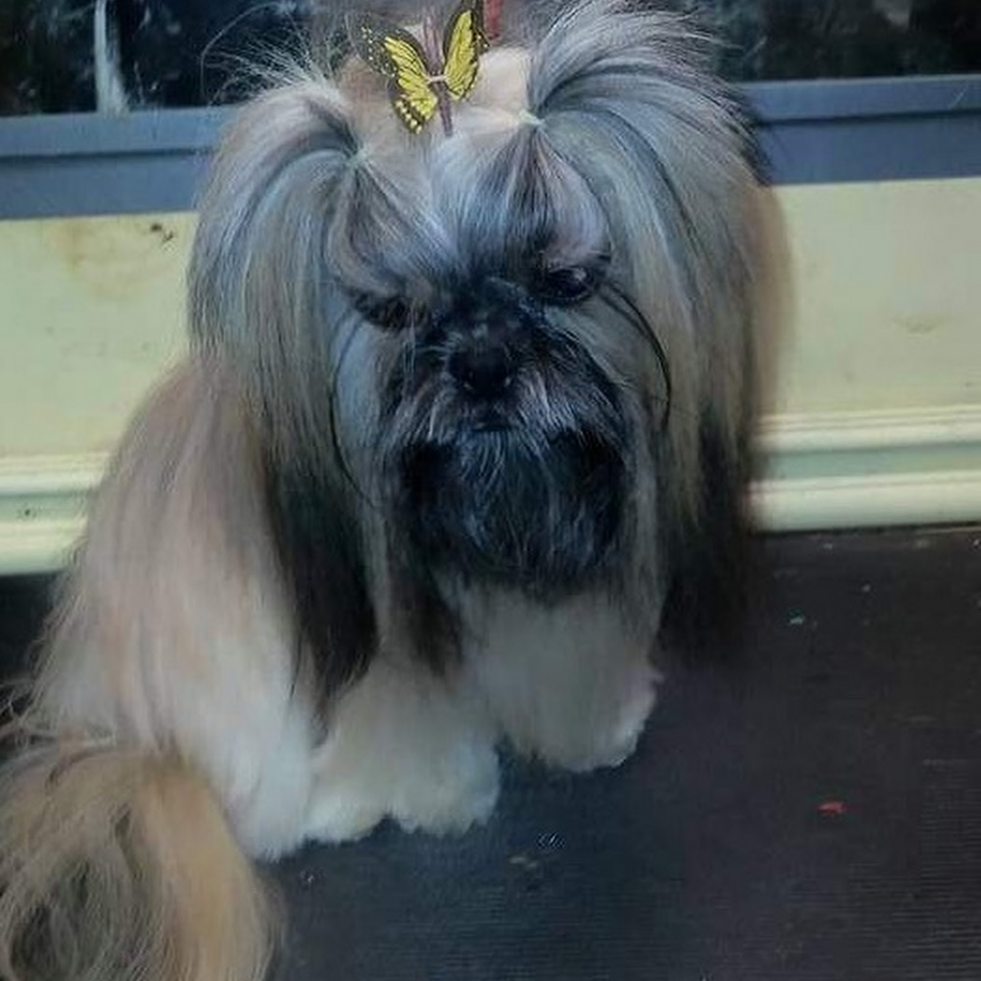 Pawfection Pet Design Jonesboro