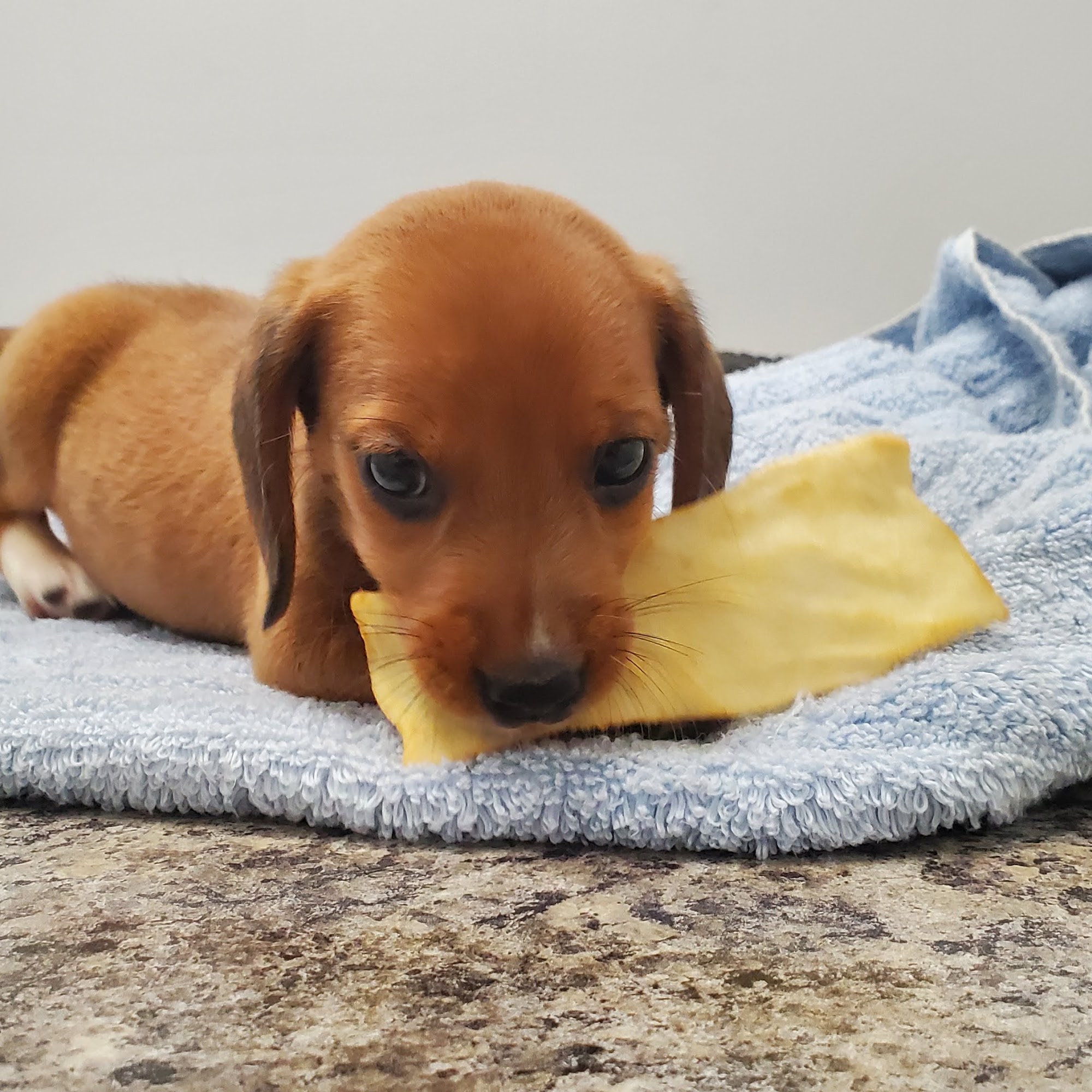 Suburban Veterinary Clinic Kennesaw