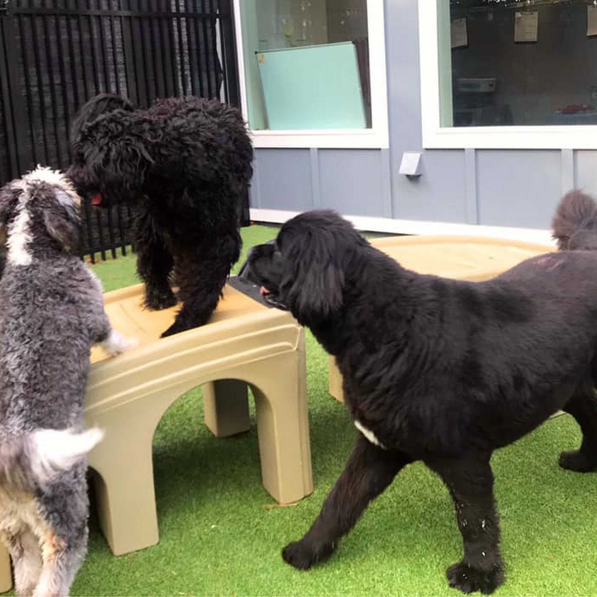 Kennesaw Mountain Animal Hospital Kennesaw