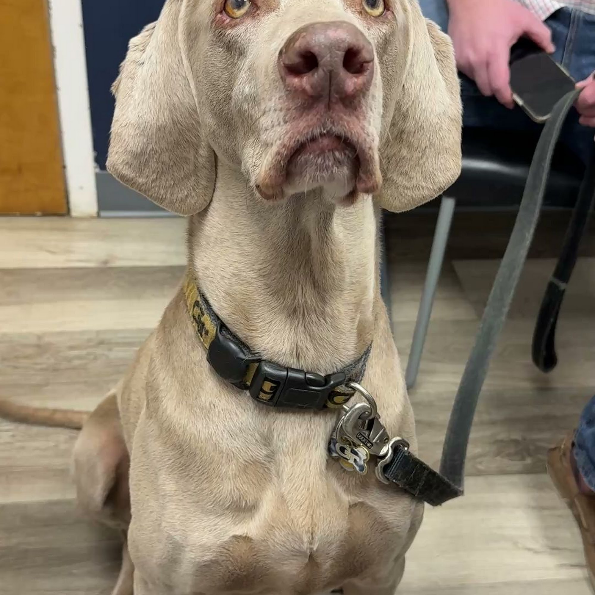 Kennesaw Pet Center Kennesaw