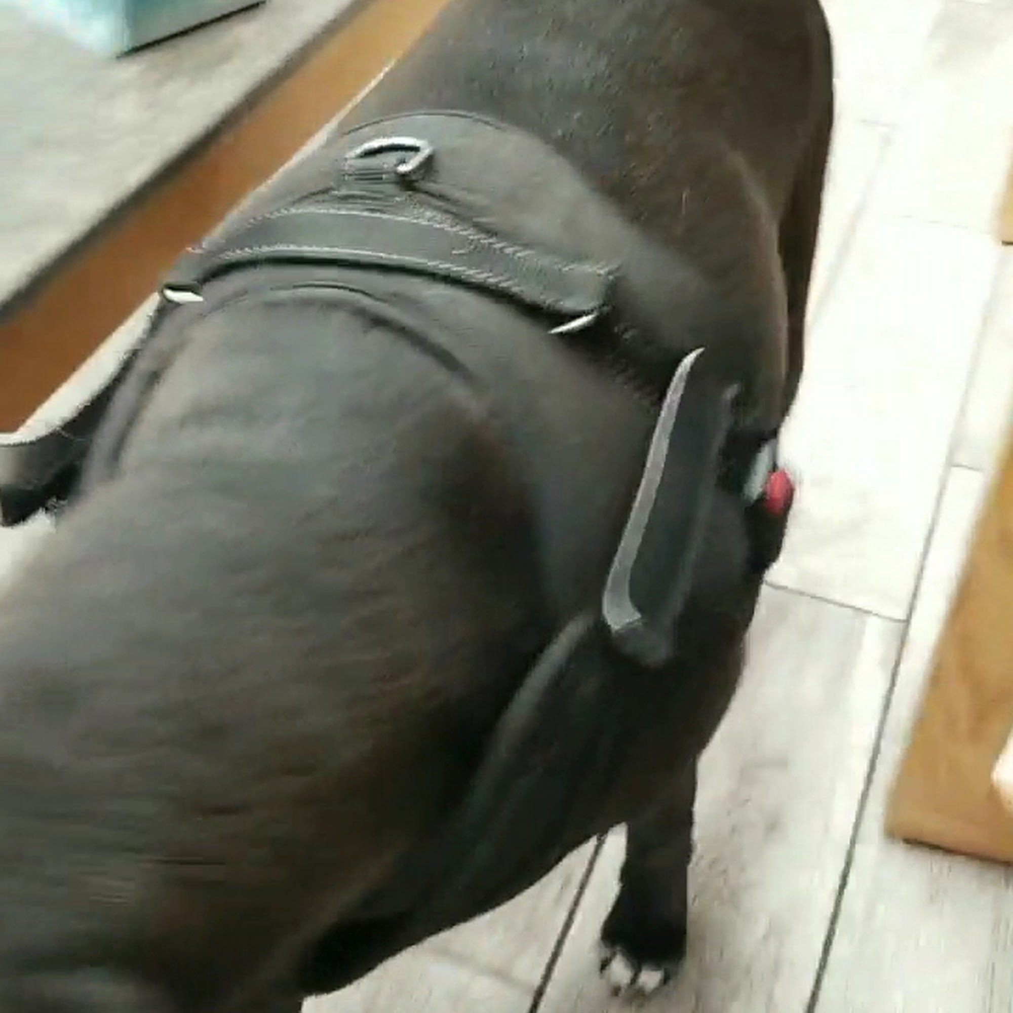 Kennesaw Mountain Veterinary Services Kennesaw