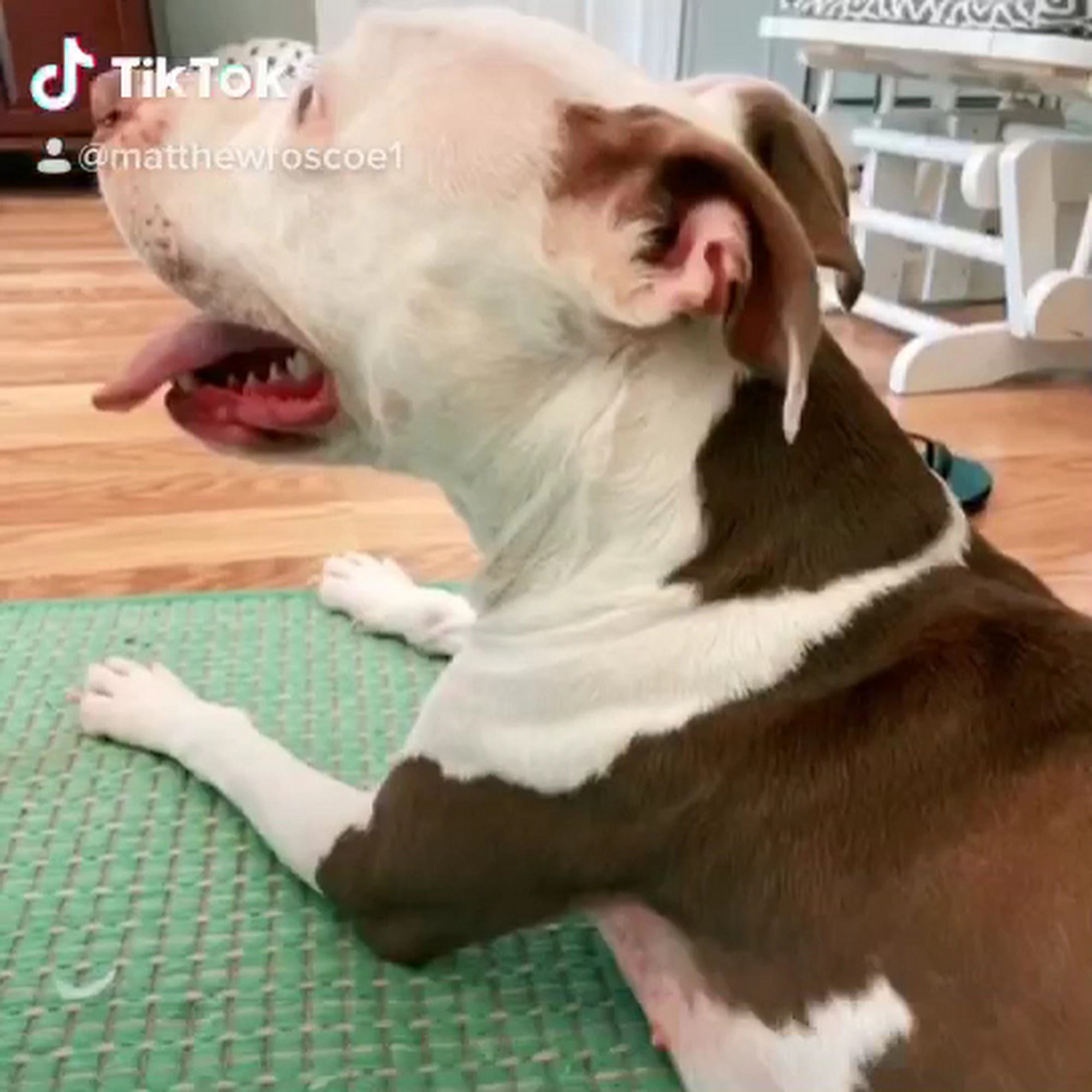 North Cobb Animal Hospital Kennesaw