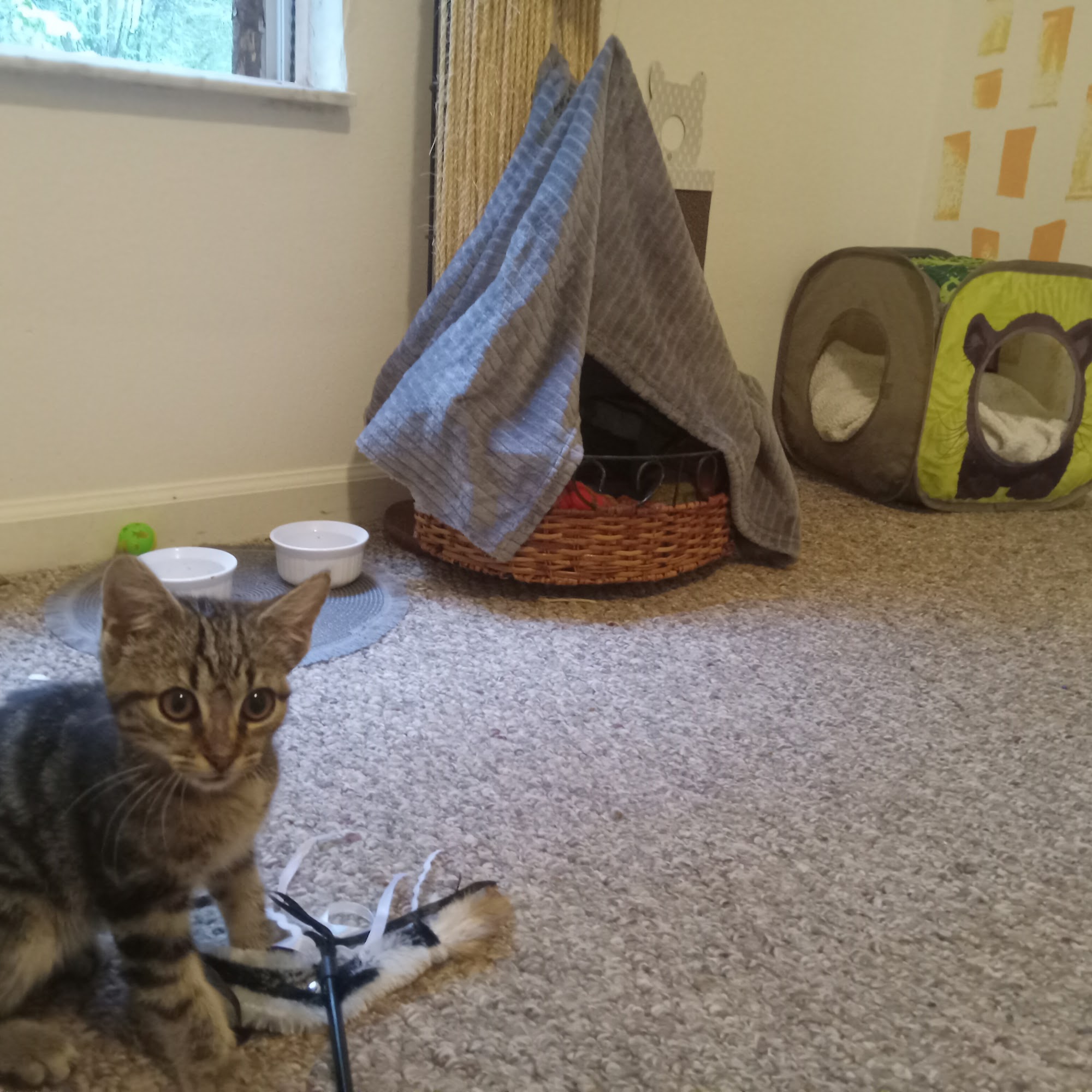 Butler Creek Animal Hospital Kennesaw