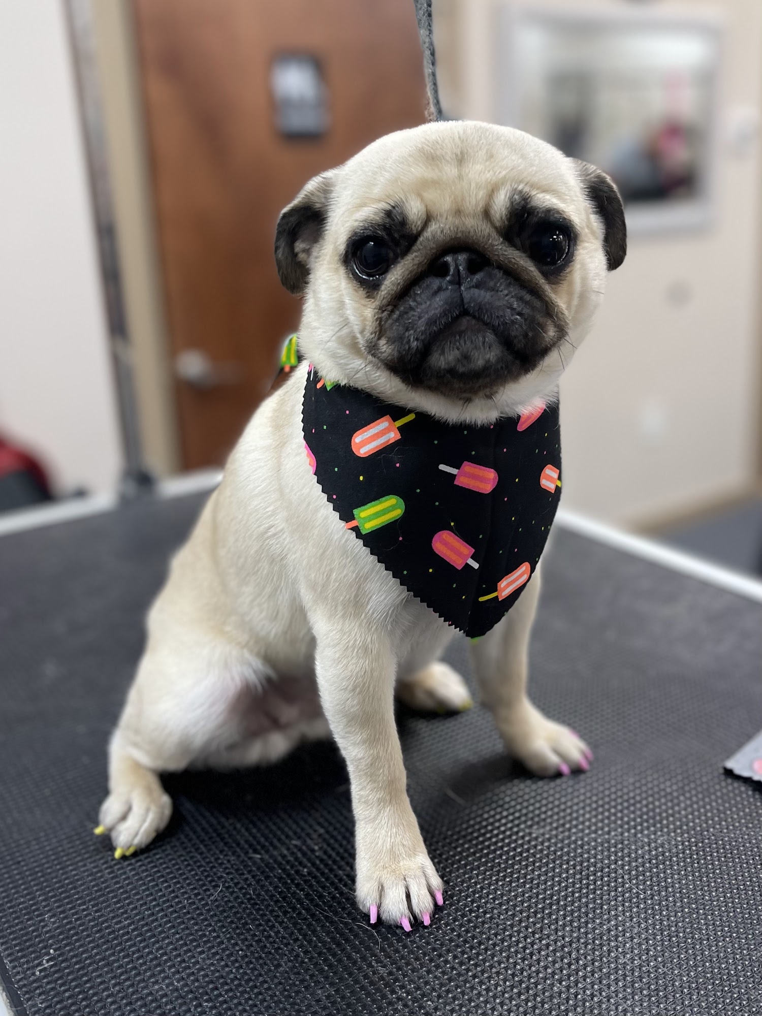 Puddles And Pups Kennesaw