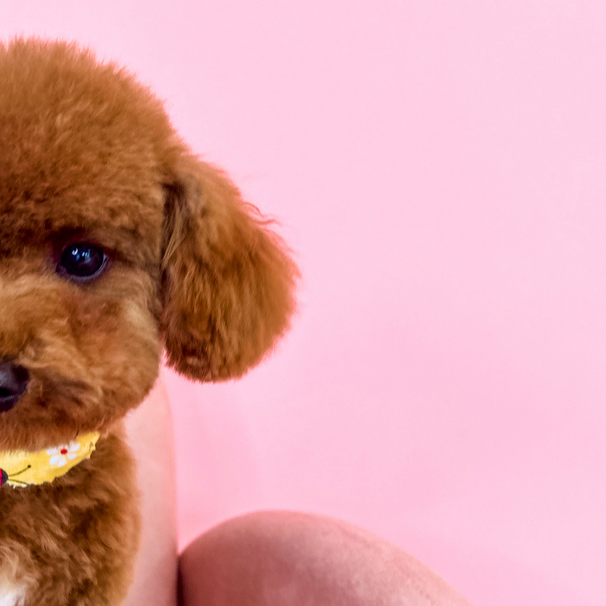 Furrever Fluffy Grooming and Spaw Kennesaw