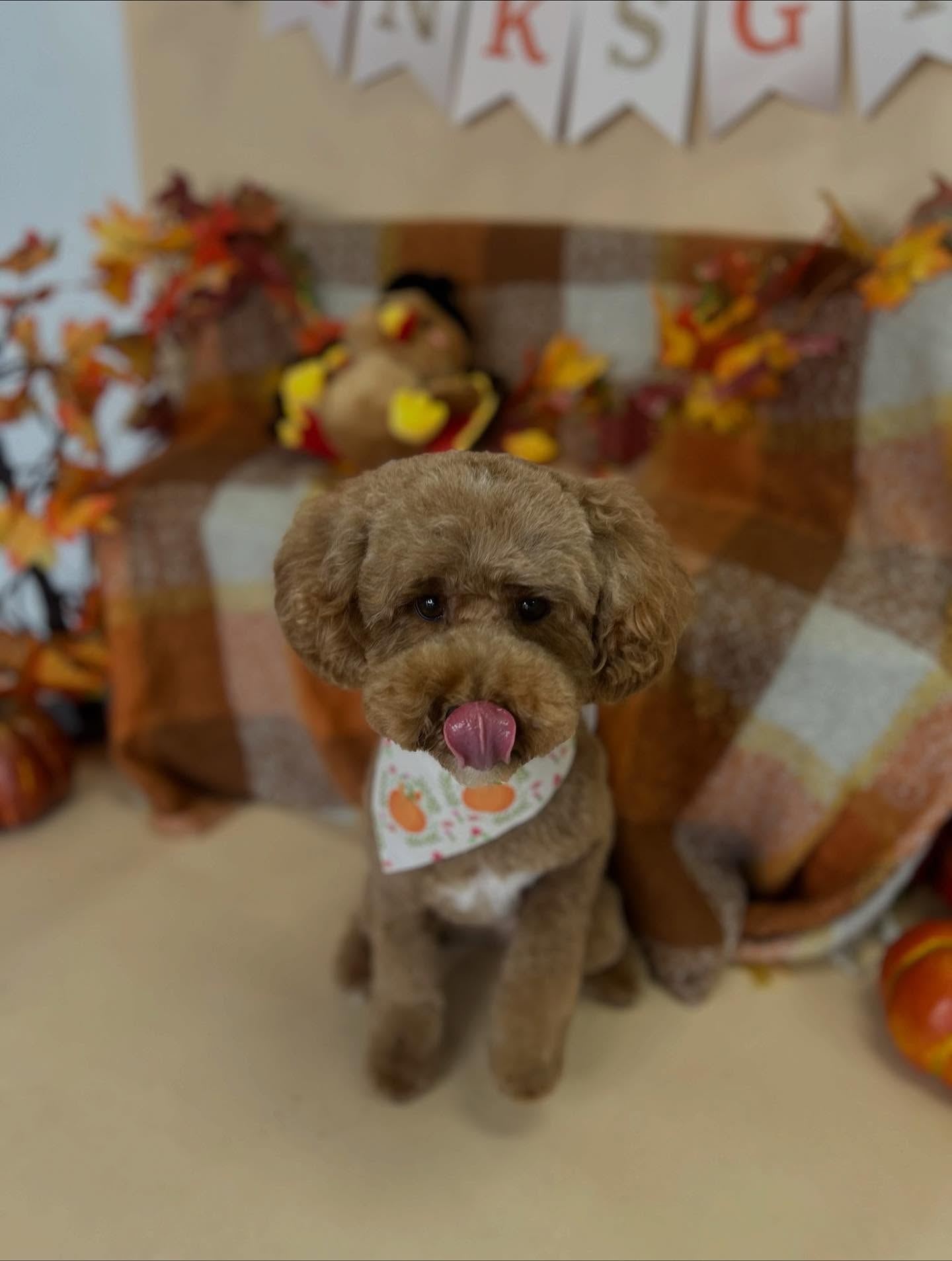 Furrever Fluffy Grooming and Spaw Kennesaw