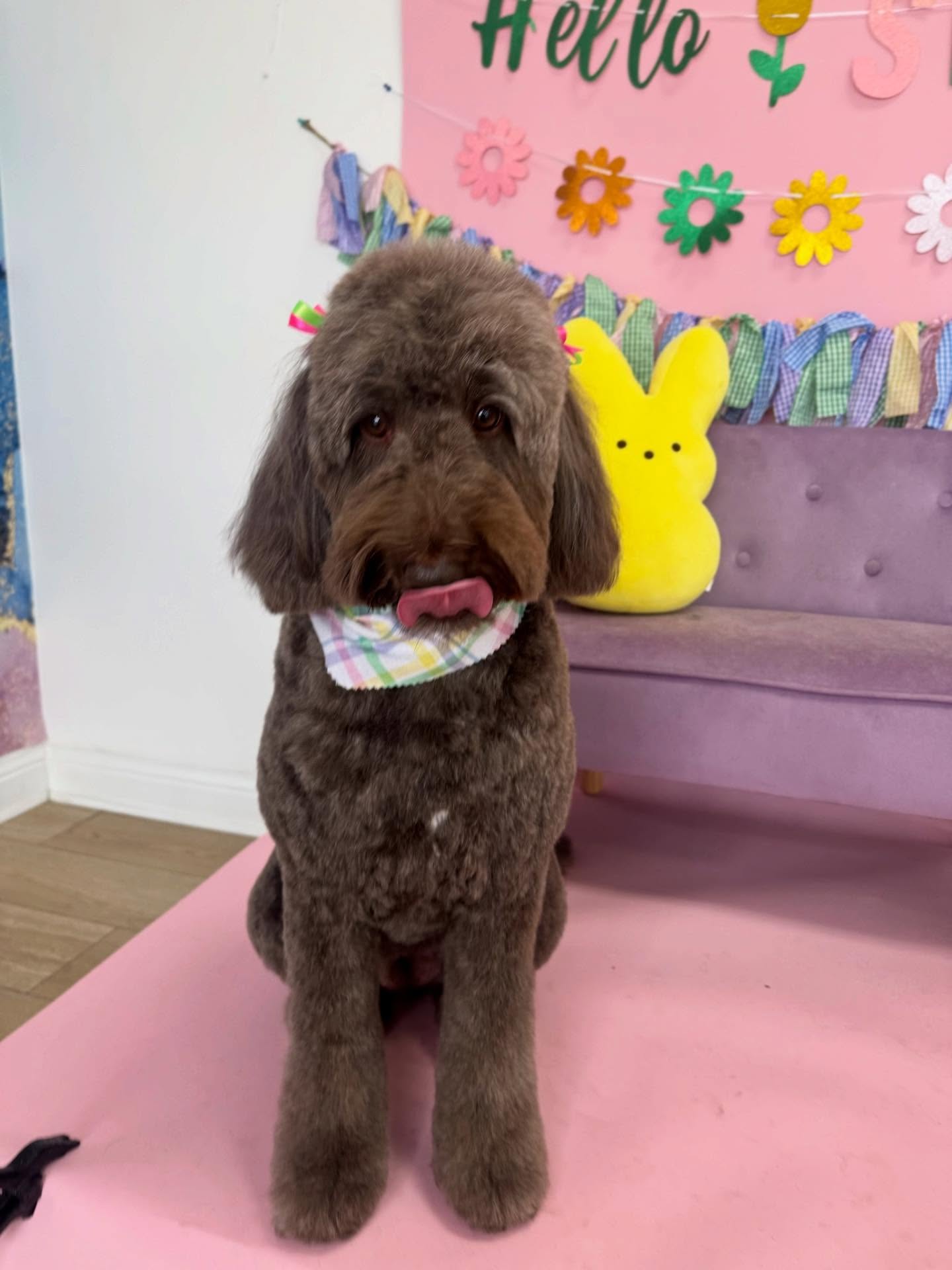 Furrever Fluffy Grooming and Spaw Kennesaw