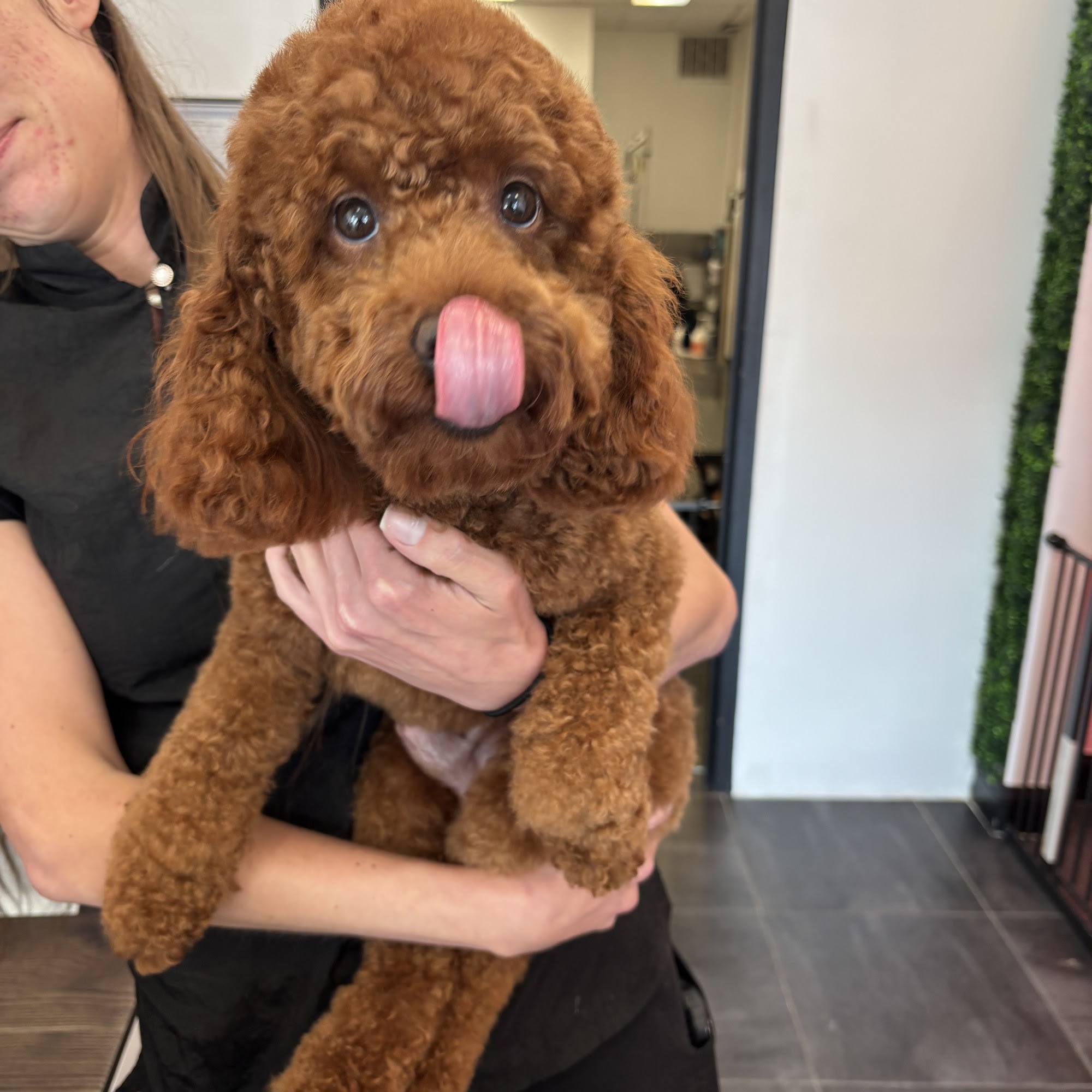 Happy Pup Spa 3920 Cherokee St NW ste 102, Kennesaw Georgia 30144