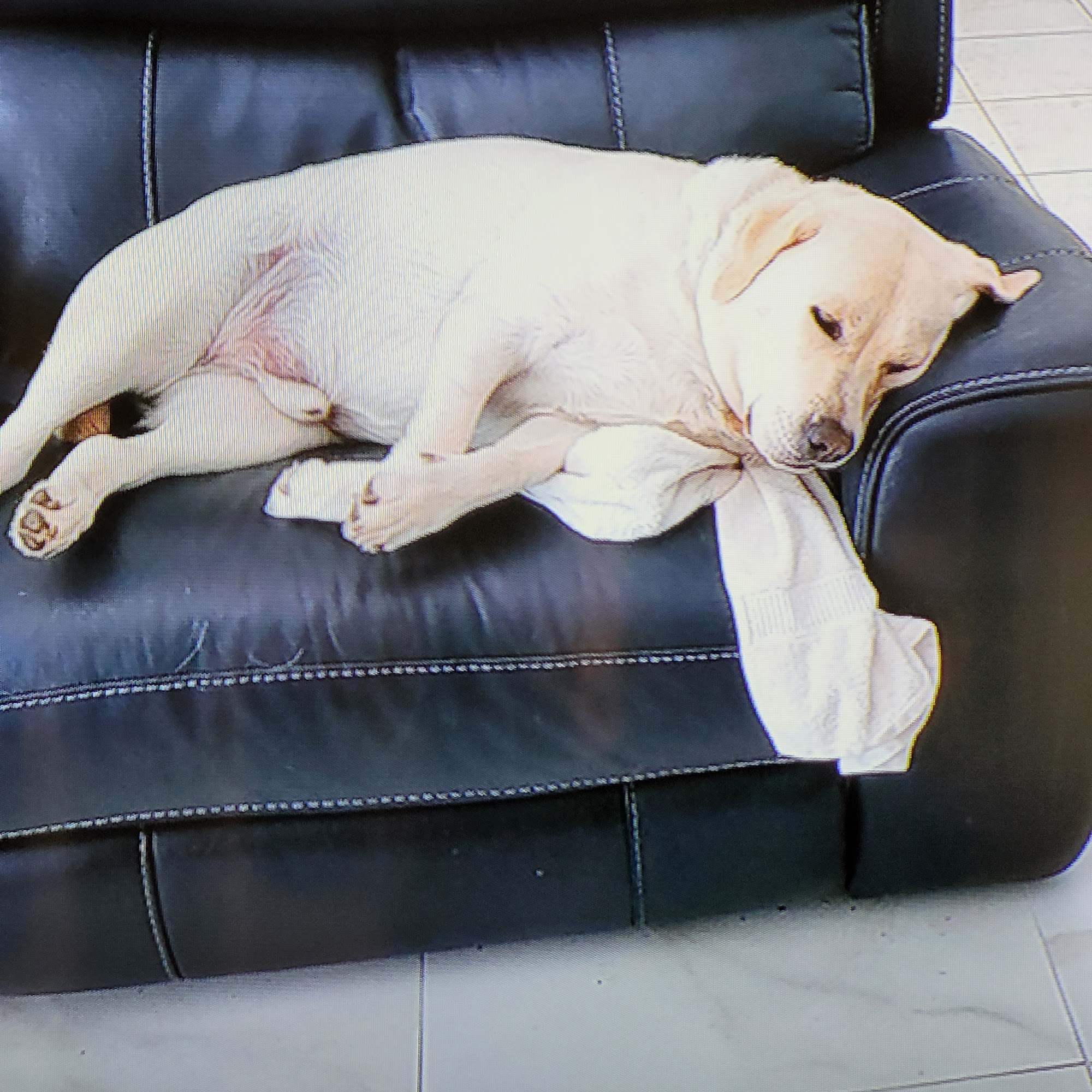 Laurel Oaks Animal Hospital Kingsland