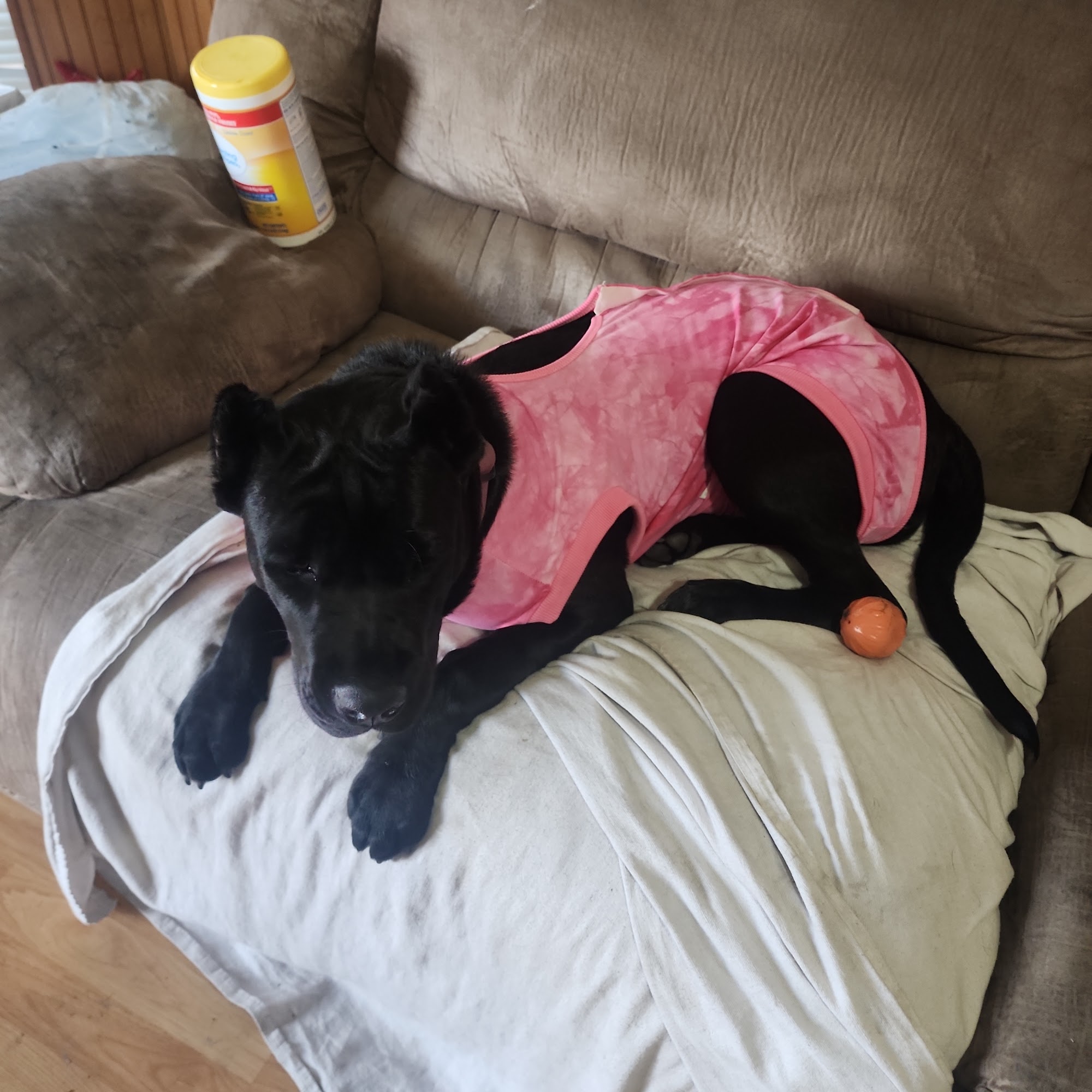 Integrity Animal Hospital Kingsland