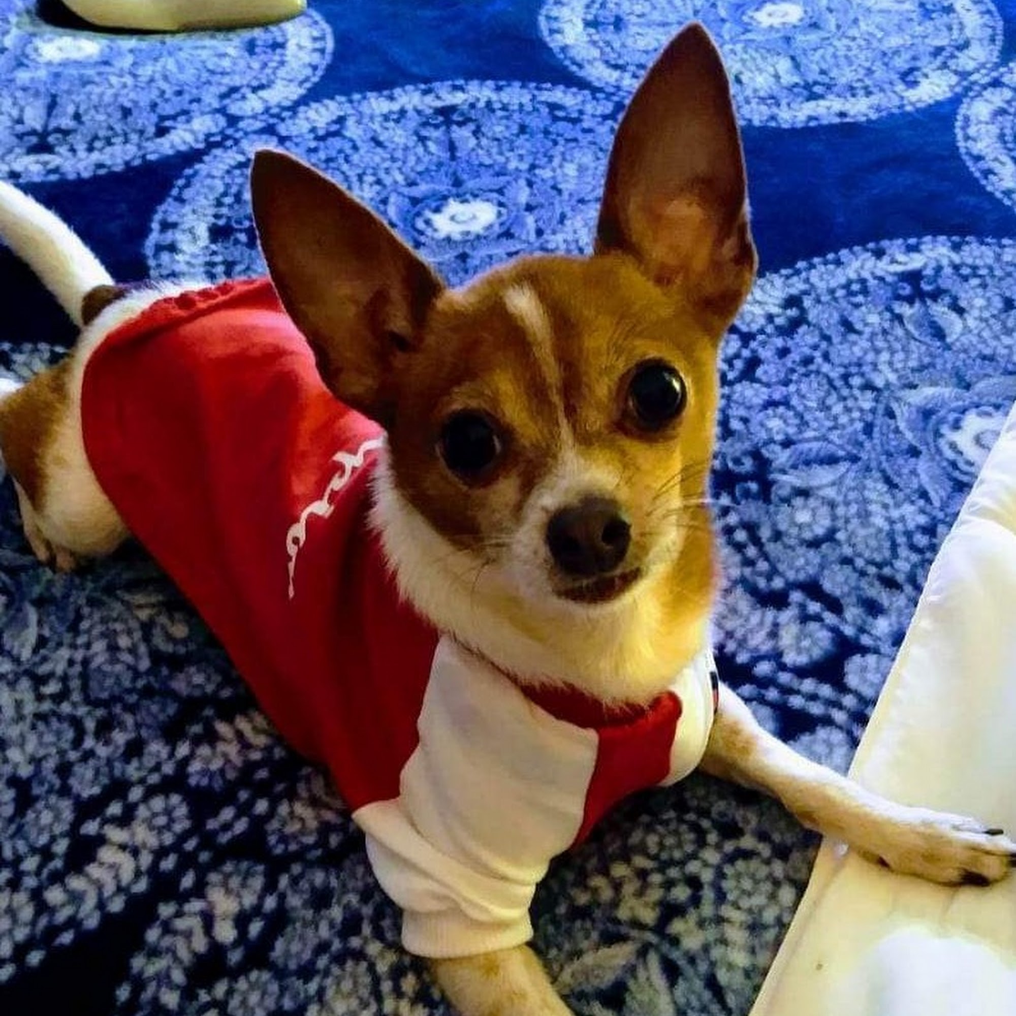 Nunn Don E DVM Kingsland