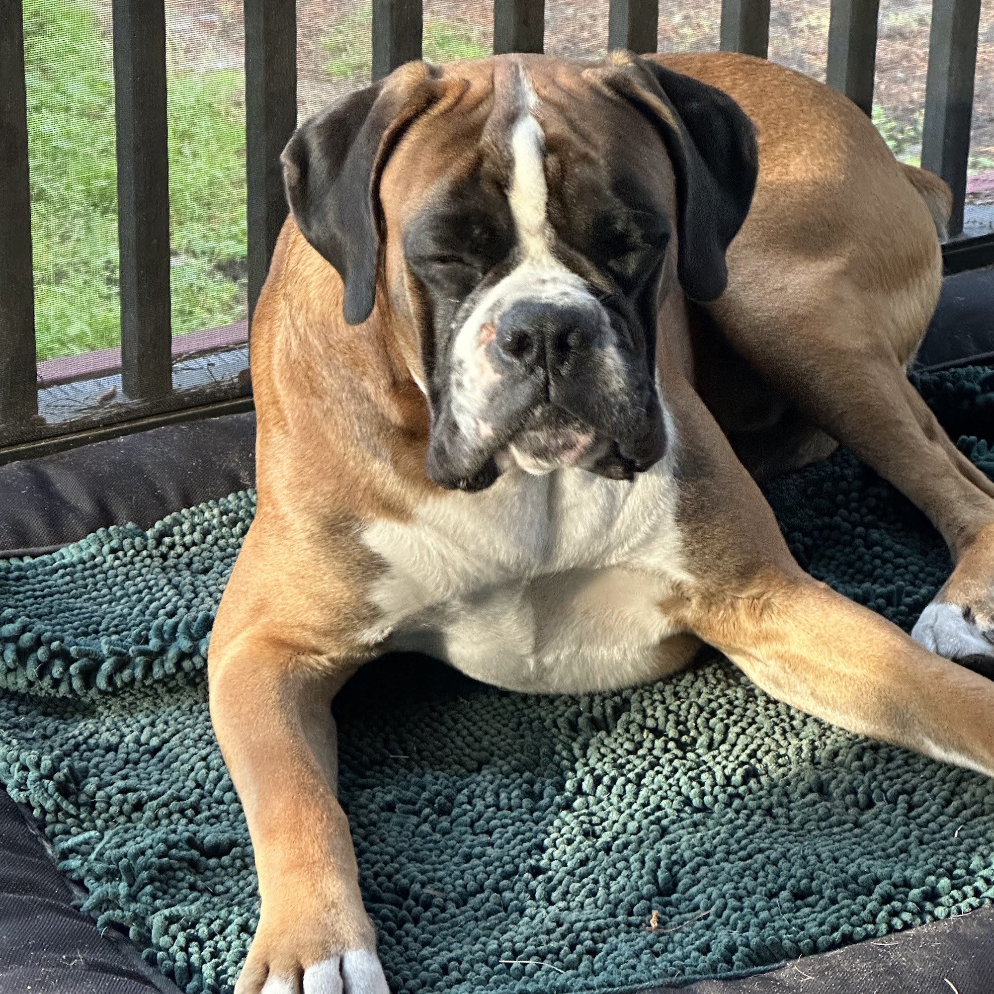 The Southern Pooch Dog Salon Kingsland