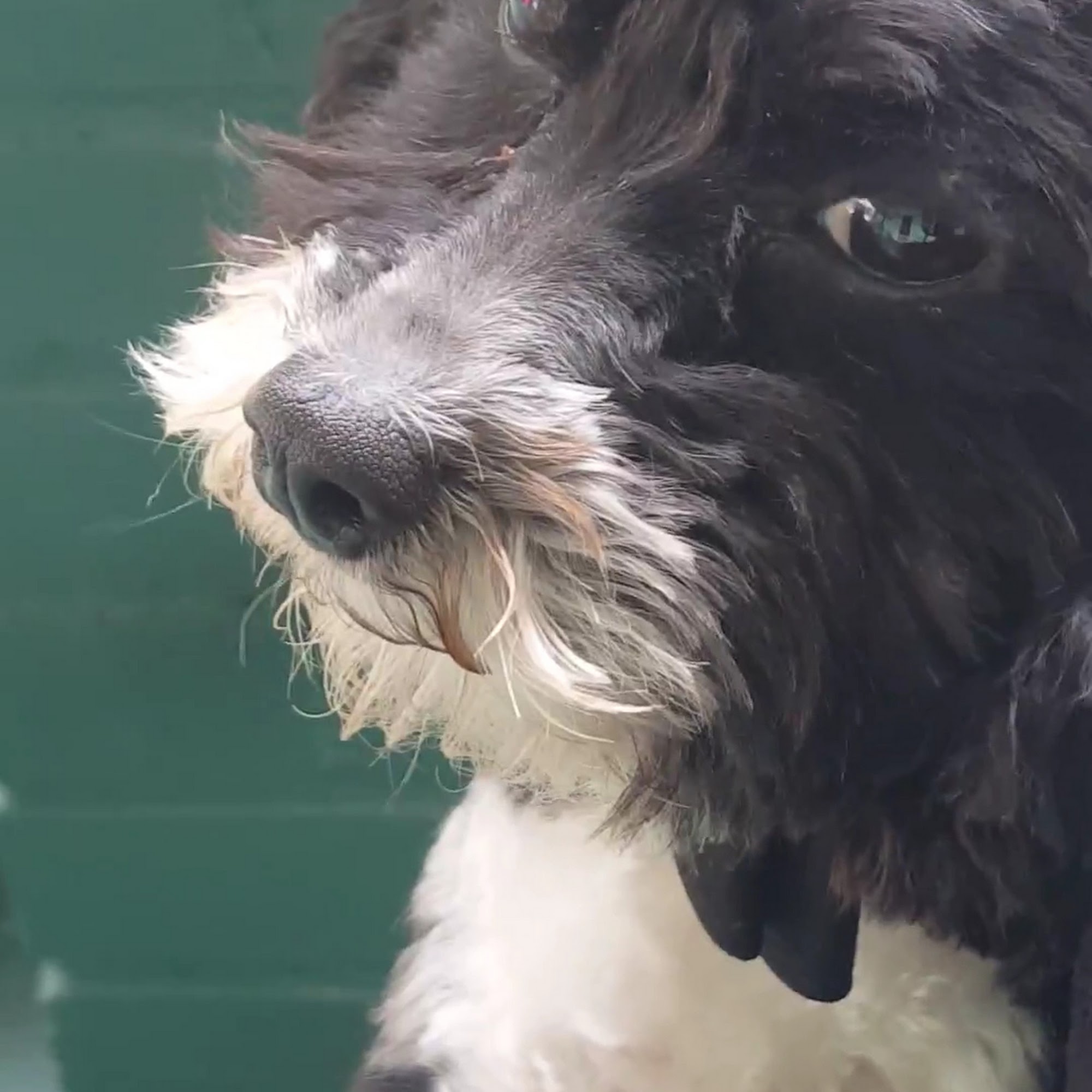 Family Pet Care LaGrange