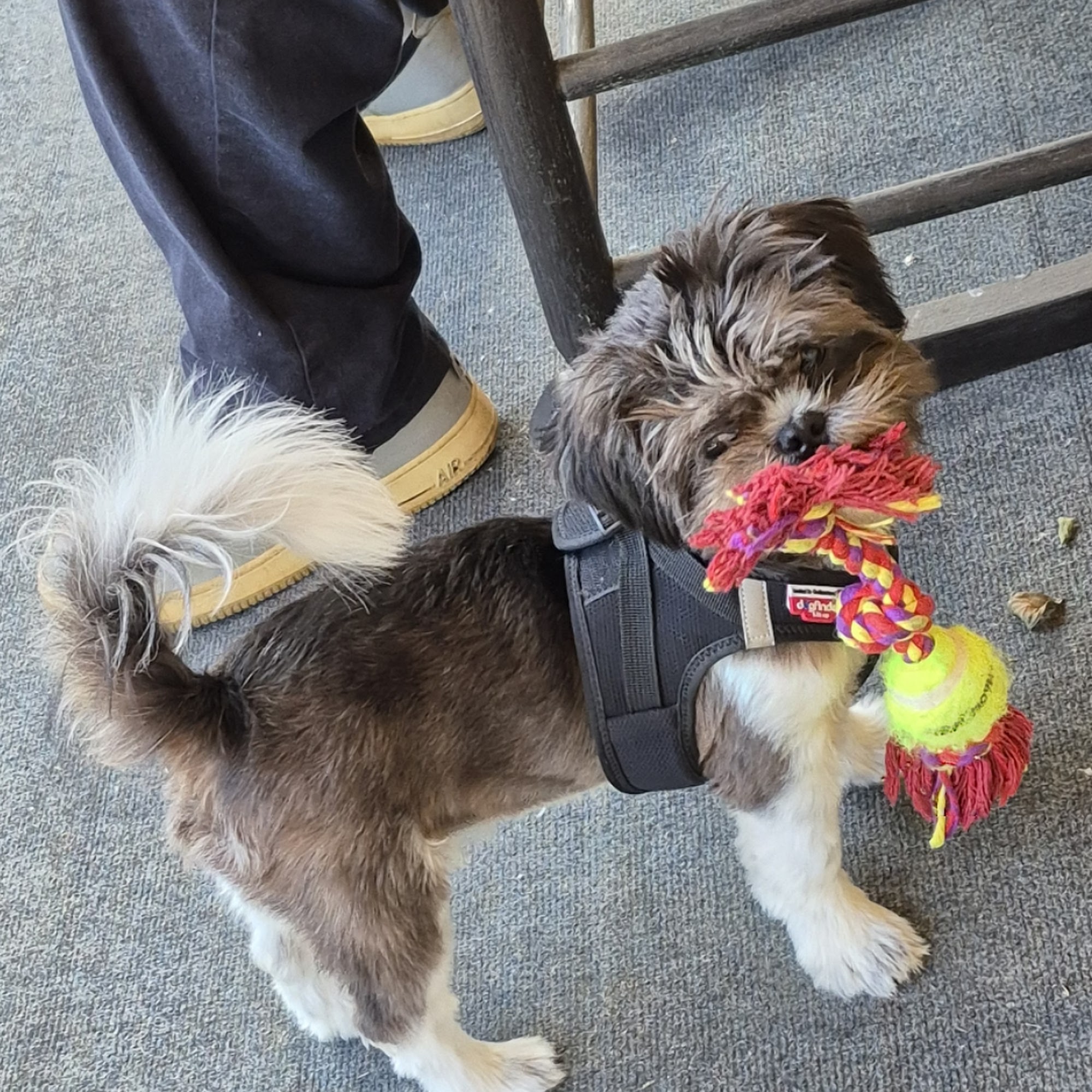 Animal Health Clinic LaGrange