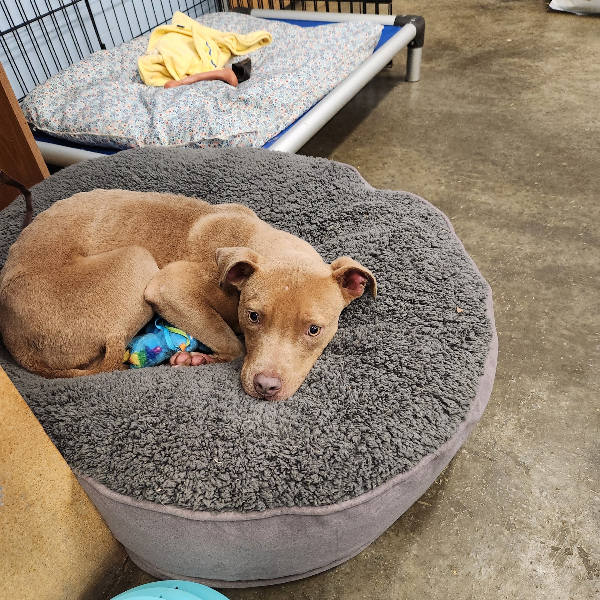 LaGrange - Troup County Humane Society LaGrange