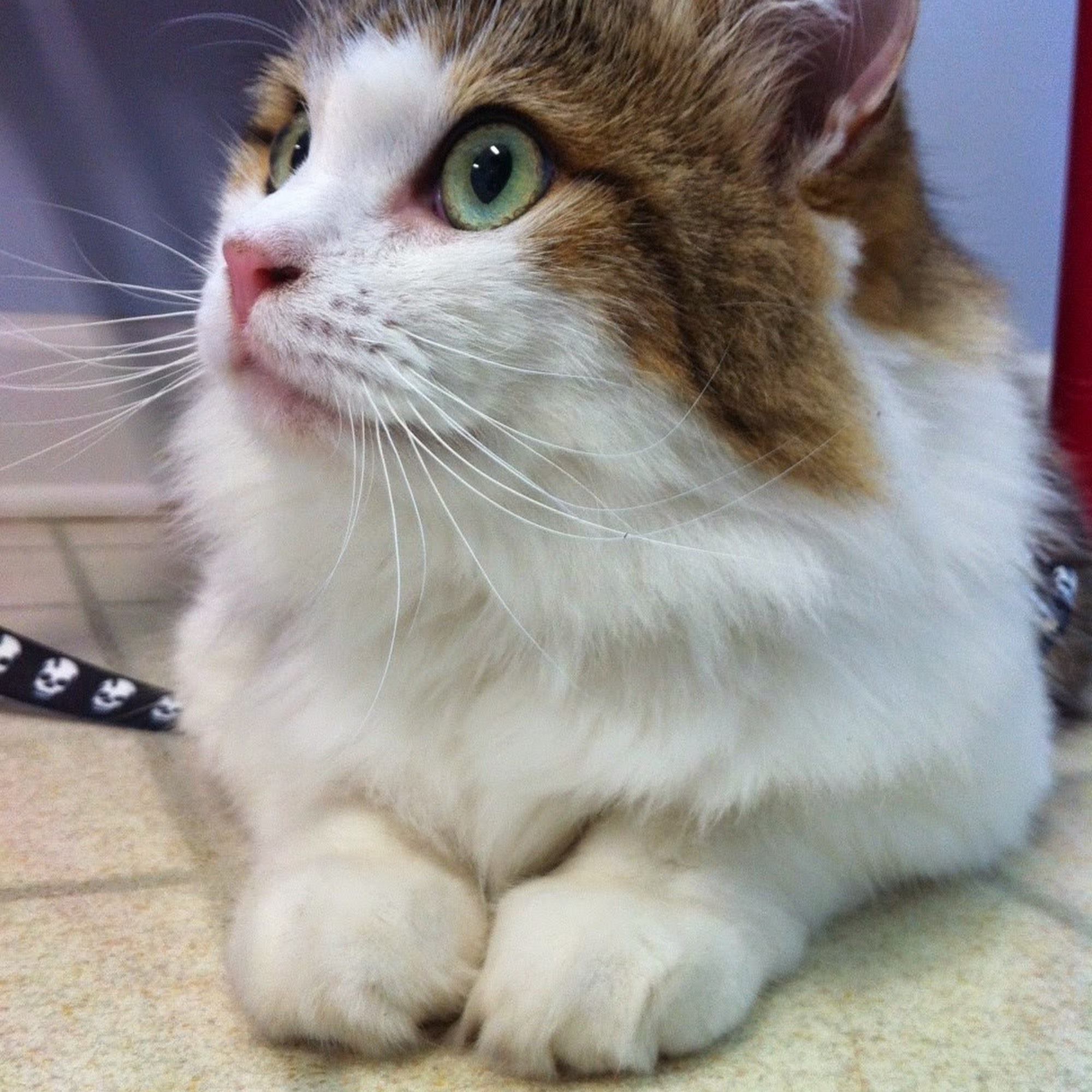 Steele April DVM Lavonia