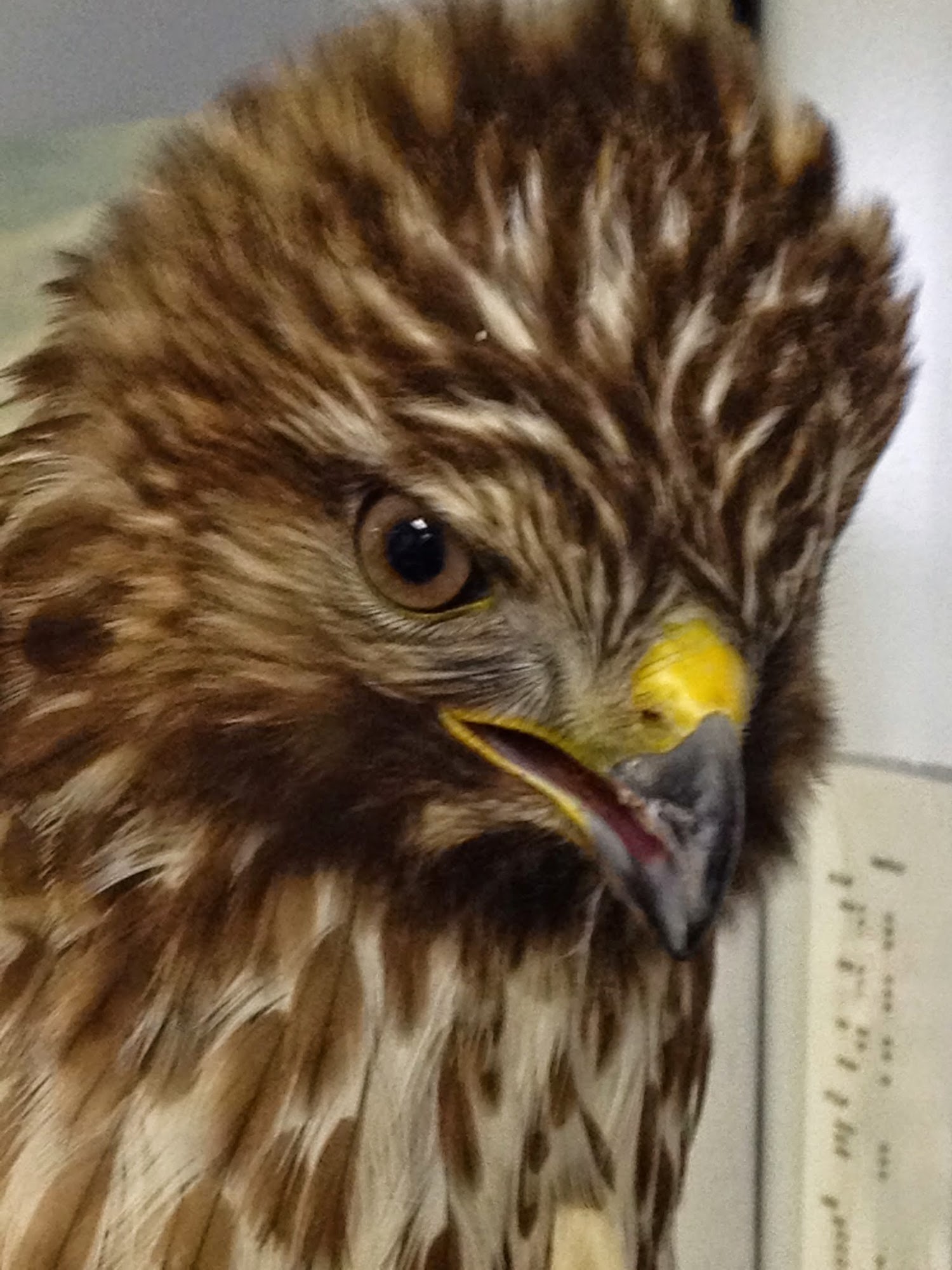 Steele April DVM Lavonia