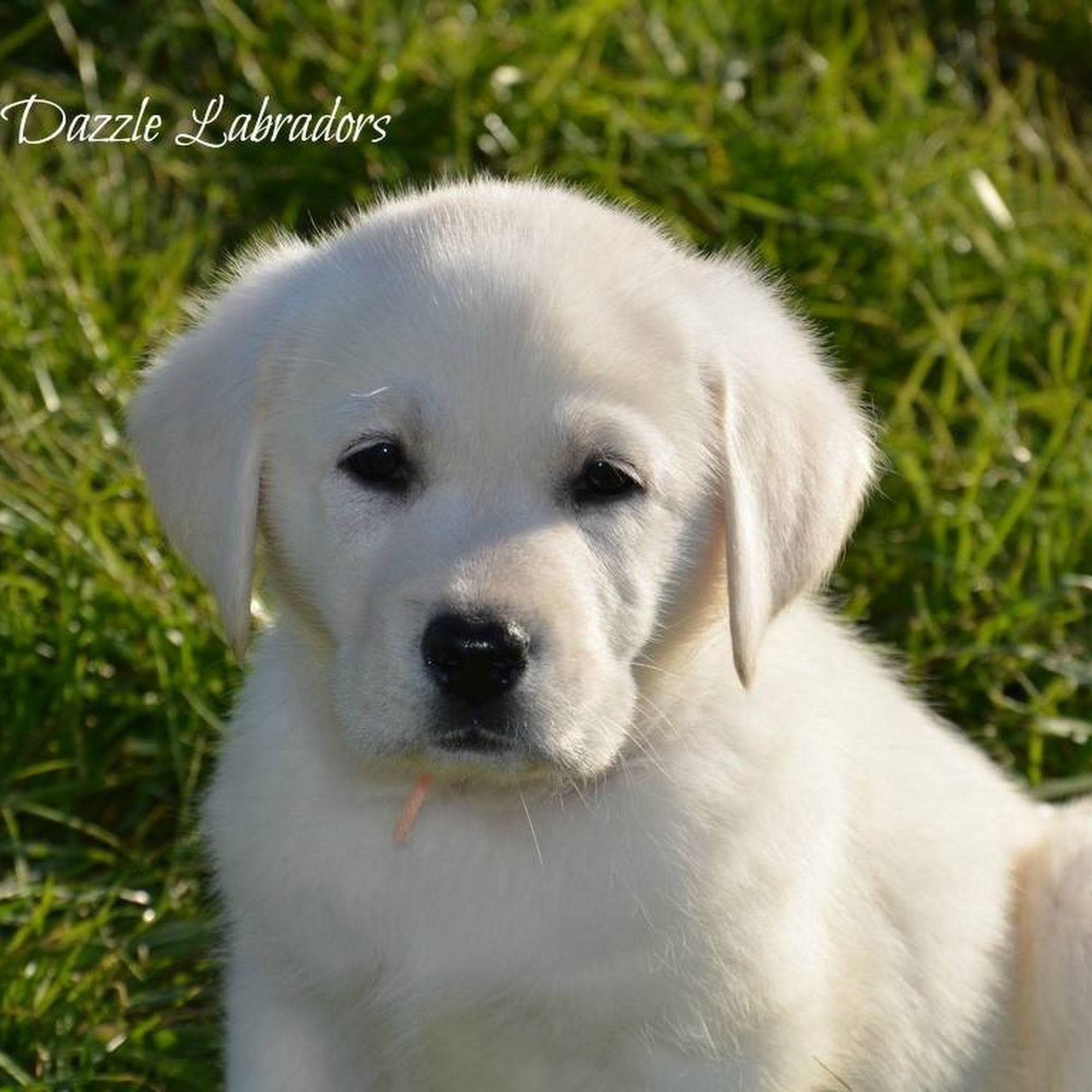 Razzle Dazzle Labradors 447 Stovall Rd, Lavonia Georgia 30553