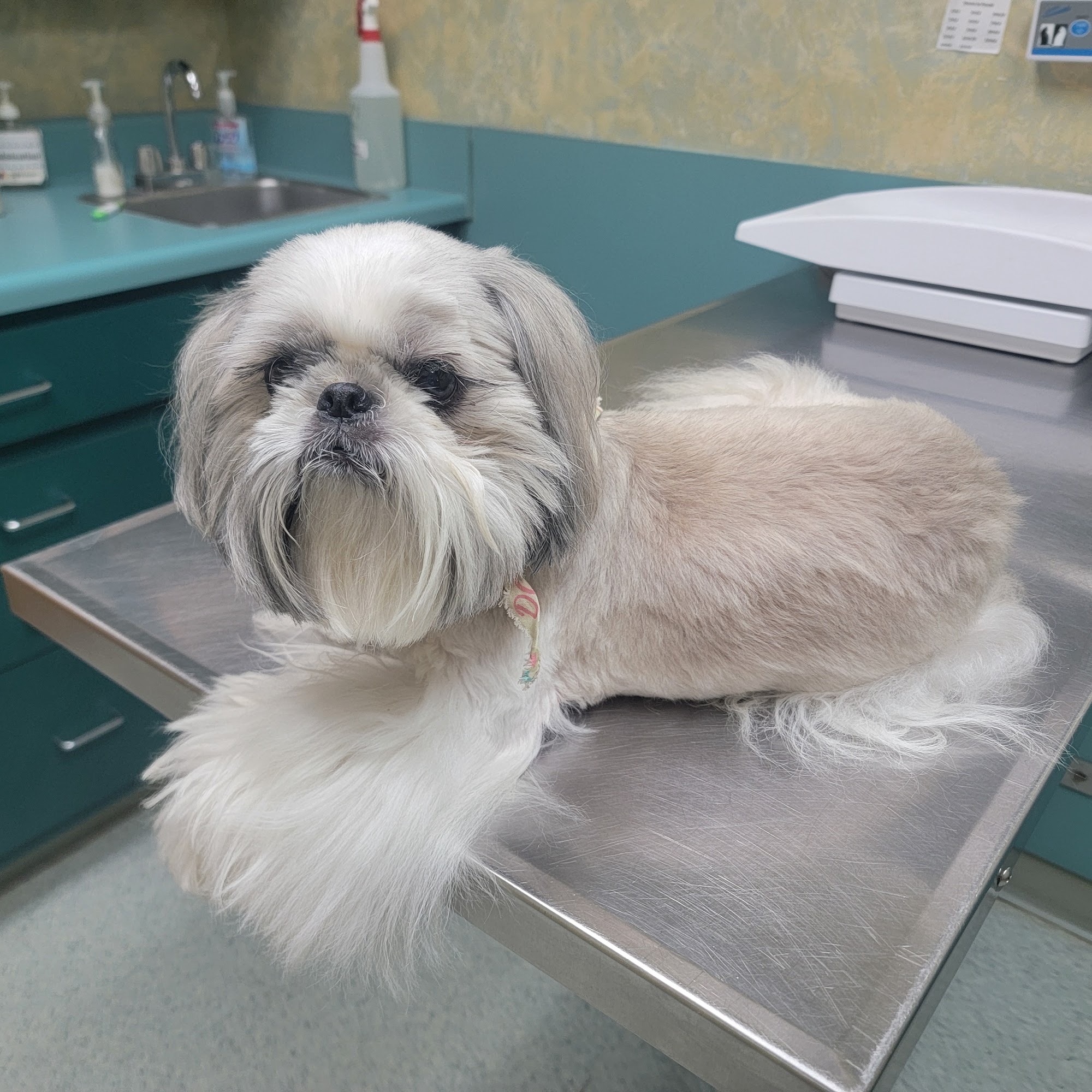 Lawrenceville Animal Care Center Lawrenceville