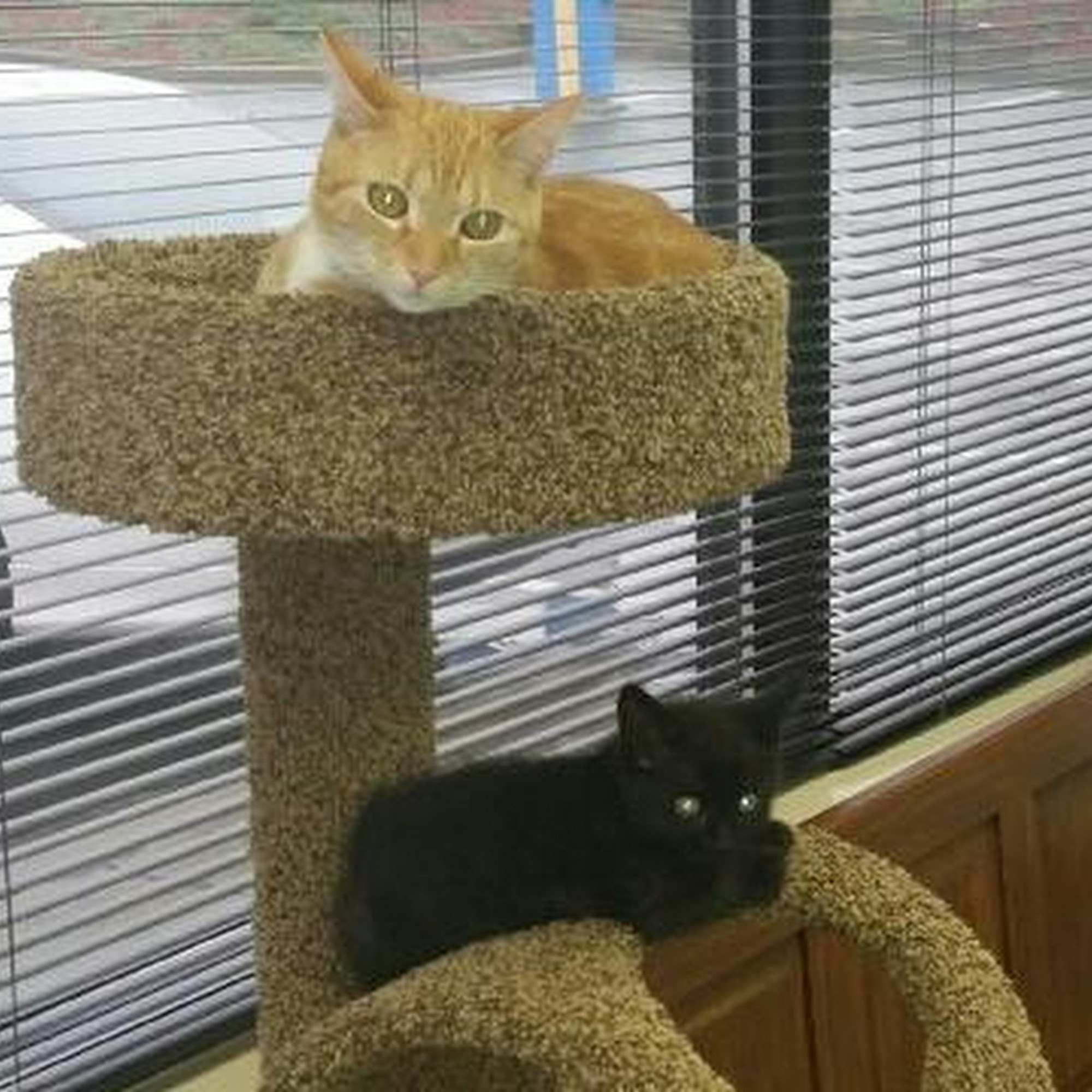 Morningside Animal Care Center Lawrenceville