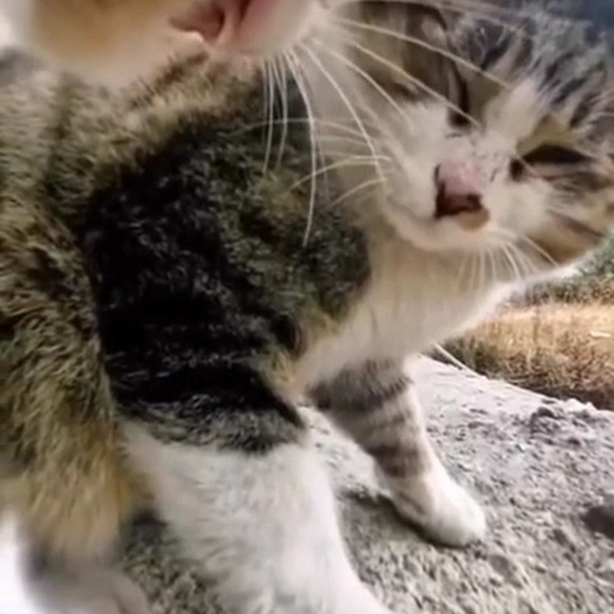 Animal Medical Center of Lawrenceville, A Thrive Pet Healthcare Partner Lawrenceville