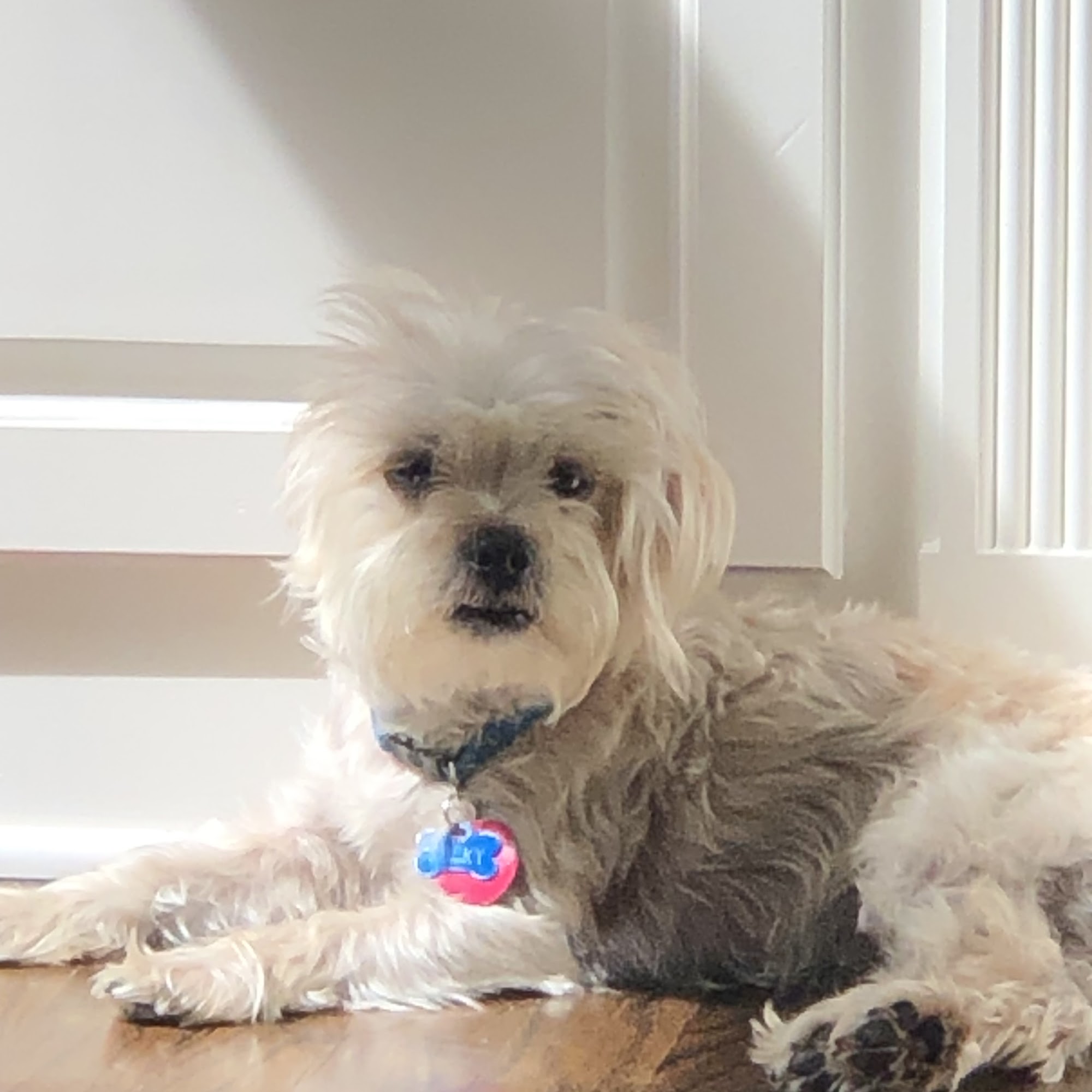 Sugarloaf Animal Hospital Lawrenceville