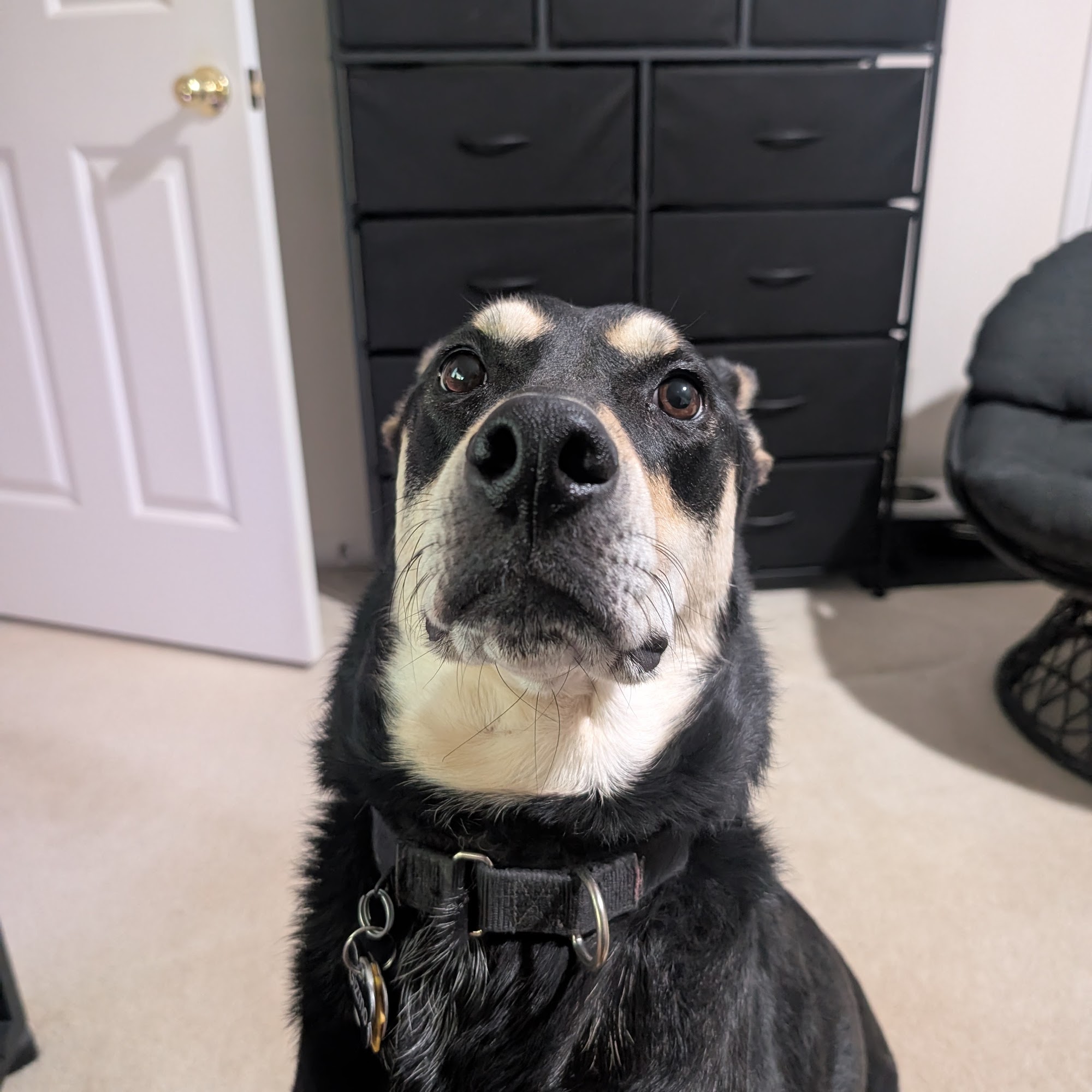 Russell Ridge Animal Hospital Lawrenceville