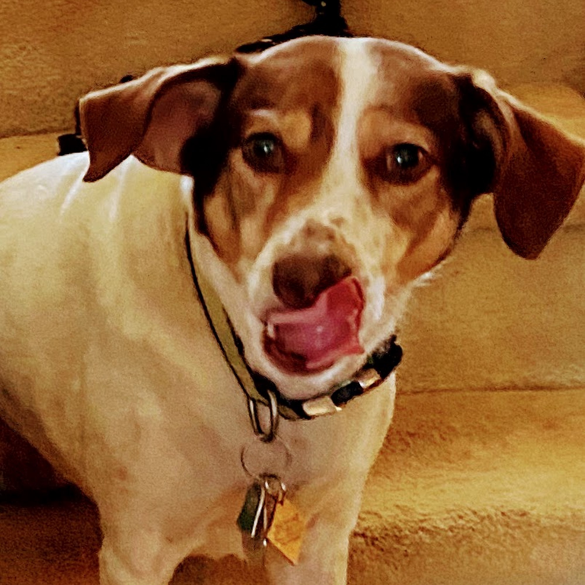 Riverside Animal Hospital Lawrenceville